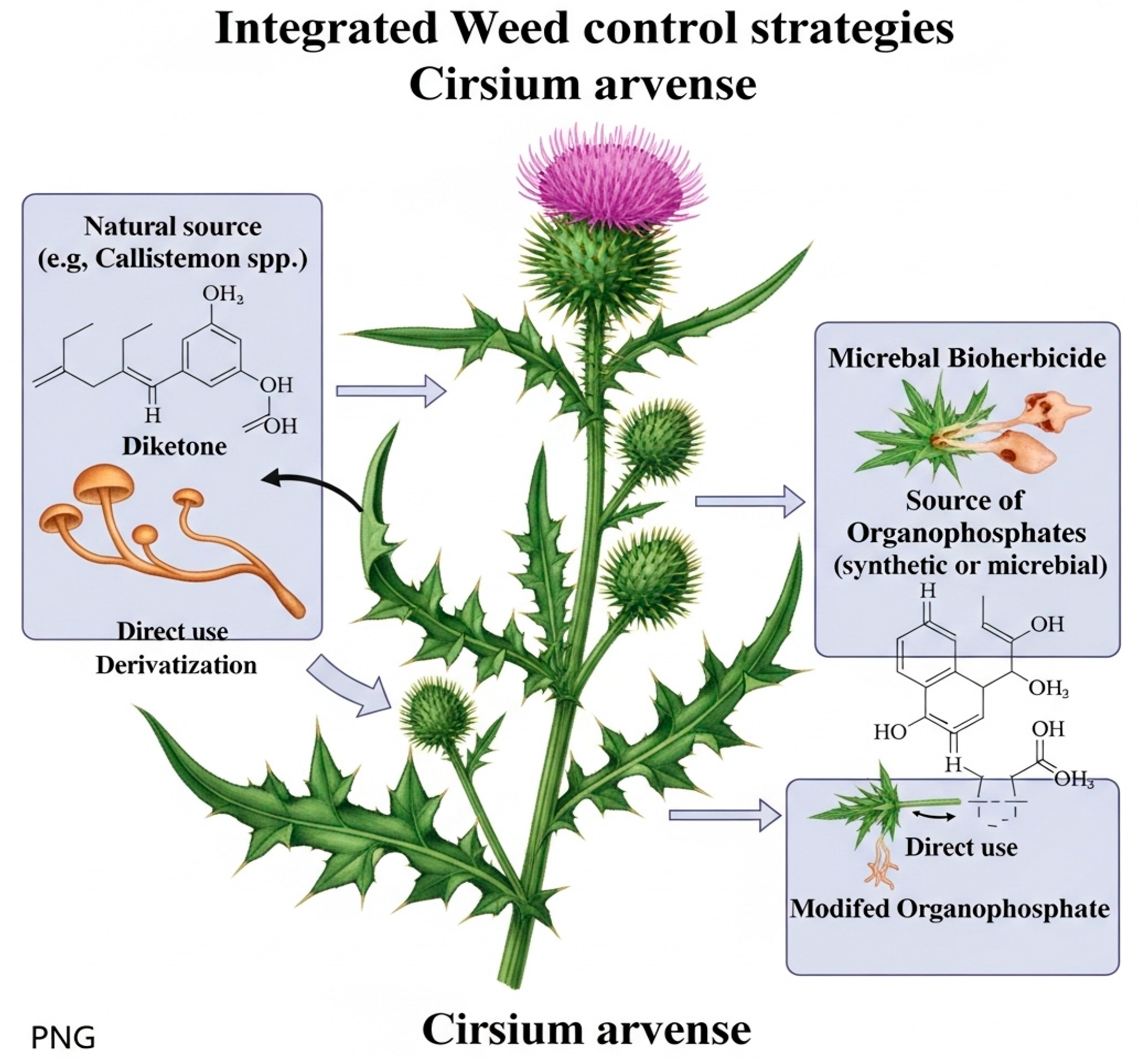 Applmicrobiol 05 00078 g002
