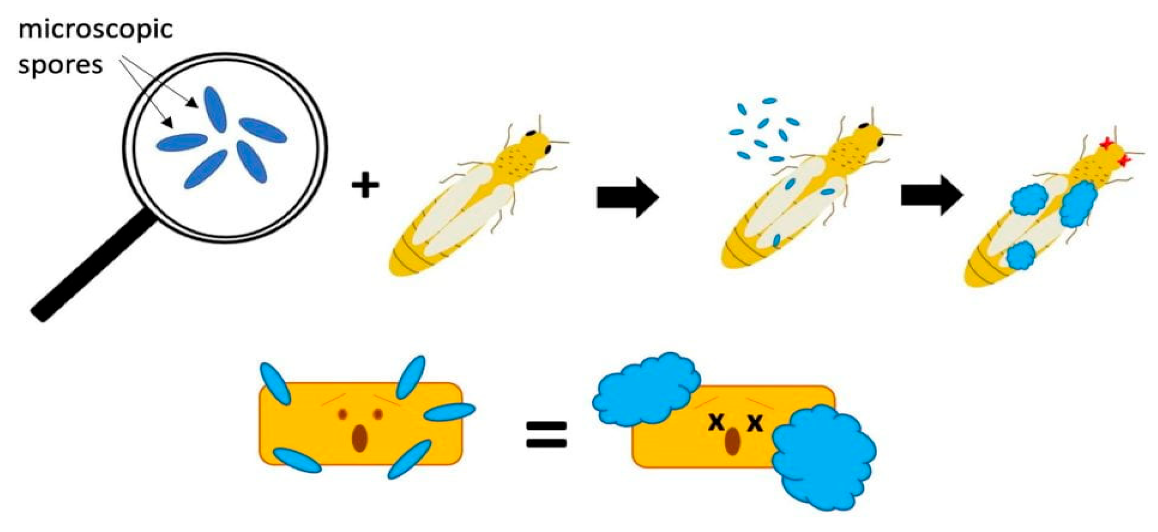 Applmicrobiol 05 00078 g004