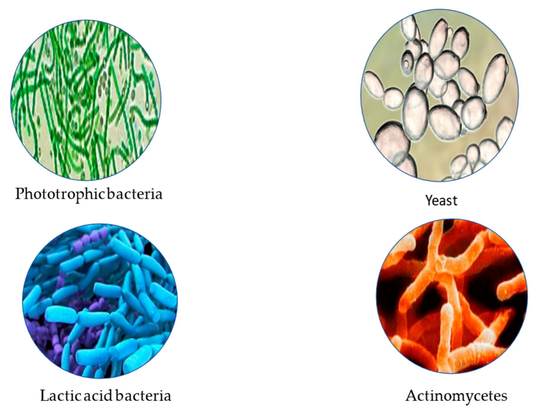 Applmicrobiol 05 00078 g005