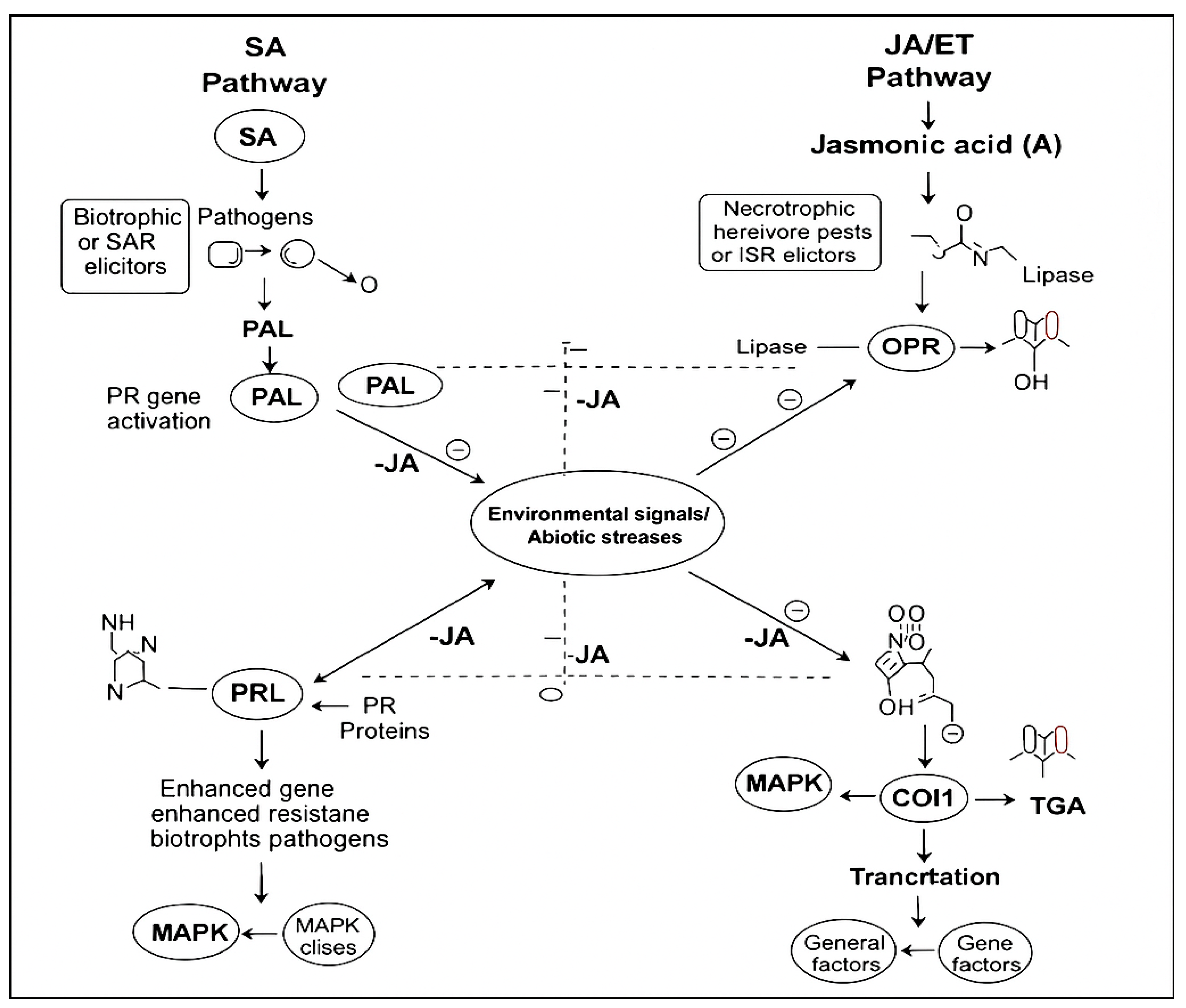 Applmicrobiol 05 00078 g006