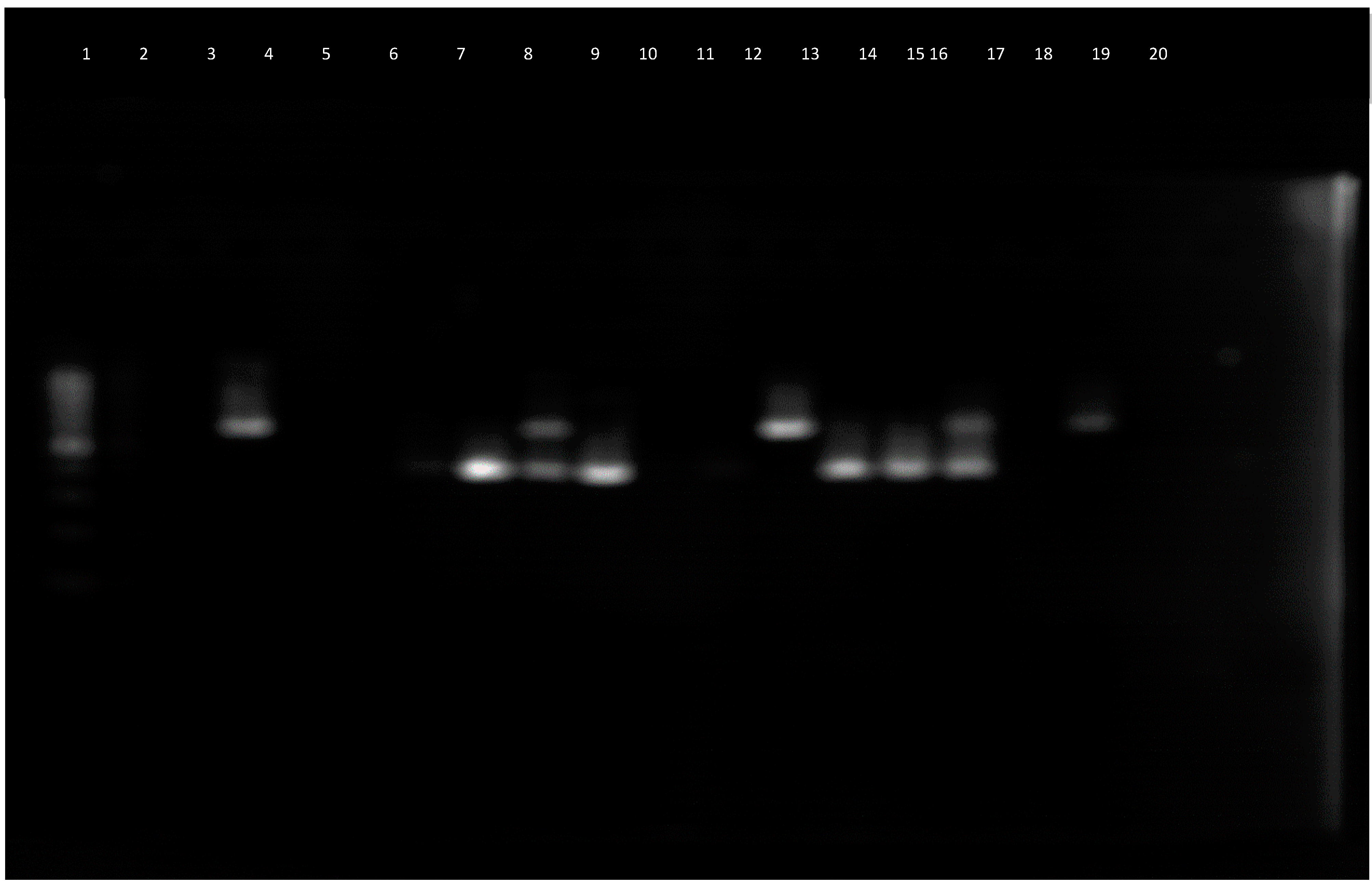 Applmicrobiol 05 00081 g004 Applmicrobiol 05 00081 g004