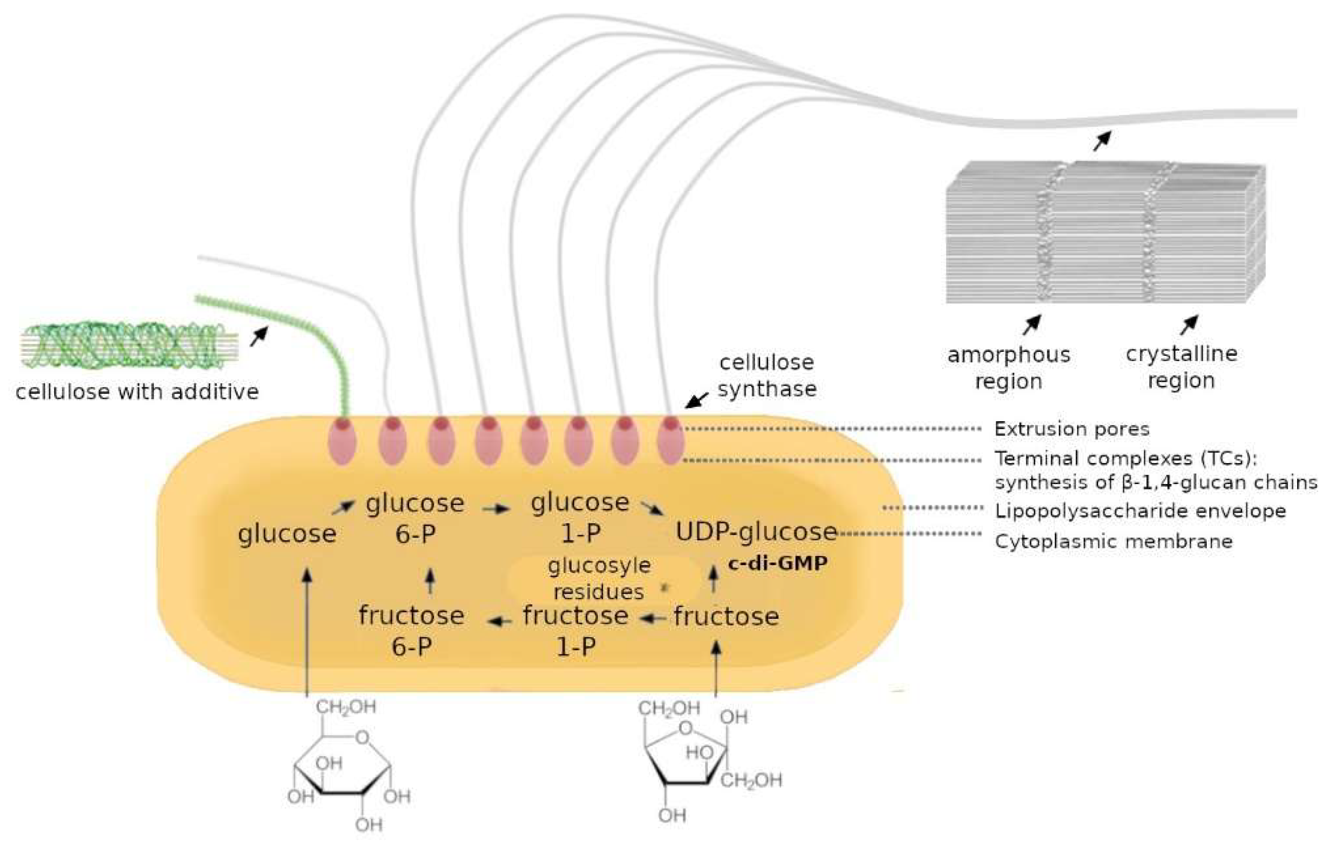 Applmicrobiol 05 00092 g001 Applmicrobiol 05 00092 g001