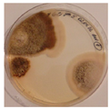 Applmicrobiol 05 00096 i002 Applmicrobiol 05 00096 i002