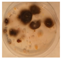 Applmicrobiol 05 00096 i008 Applmicrobiol 05 00096 i008