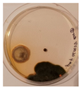 Applmicrobiol 05 00096 i009 Applmicrobiol 05 00096 i009