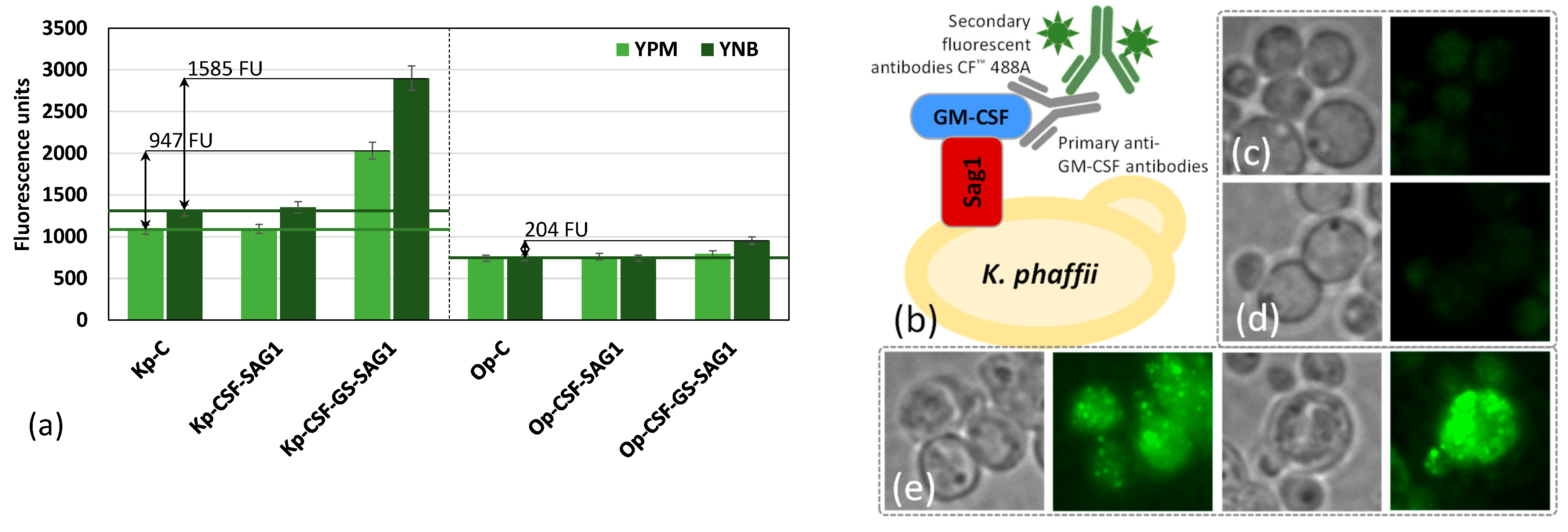 Applmicrobiol 05 00098 g003