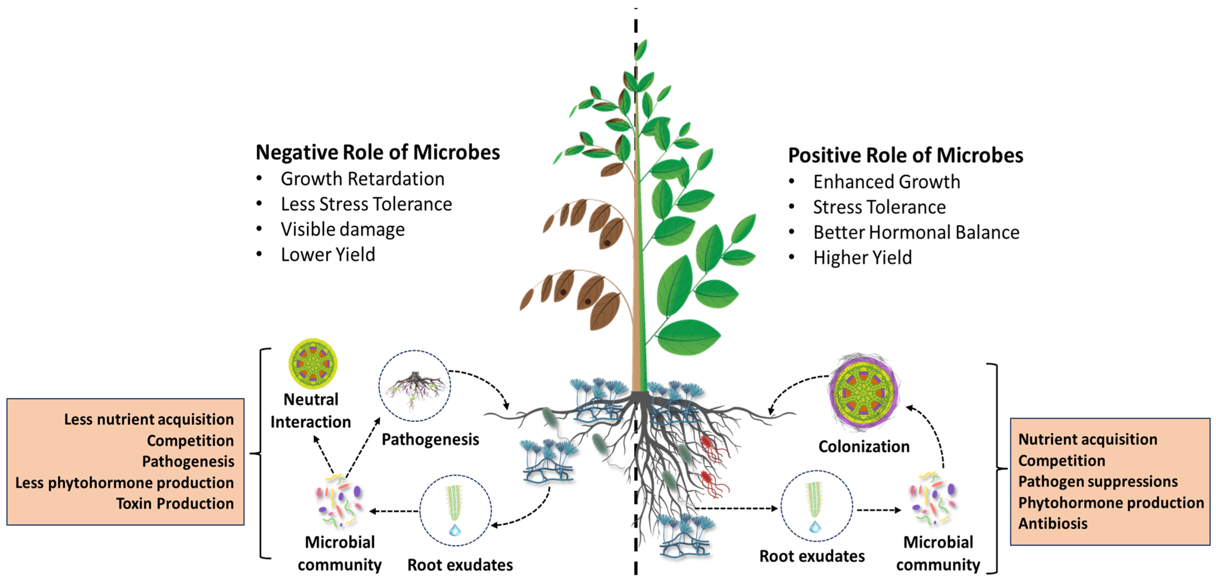 Applmicrobiol 05 00123 g001