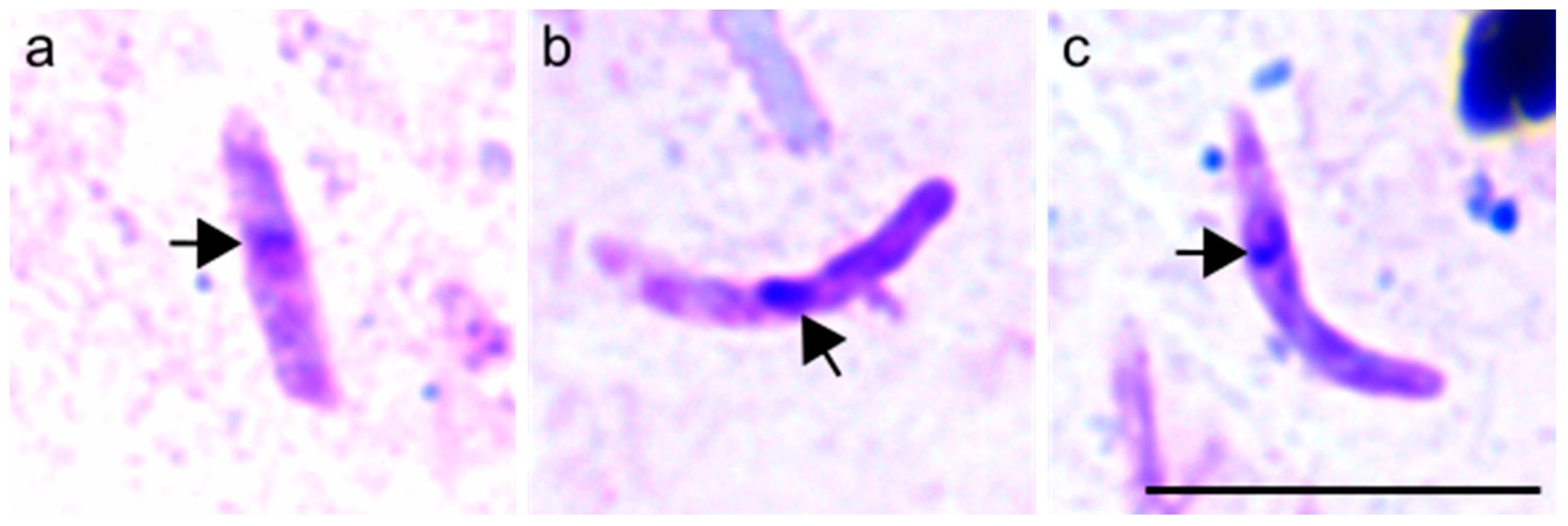 Applmicrobiol 05 00151 g003 Applmicrobiol 05 00151 g003