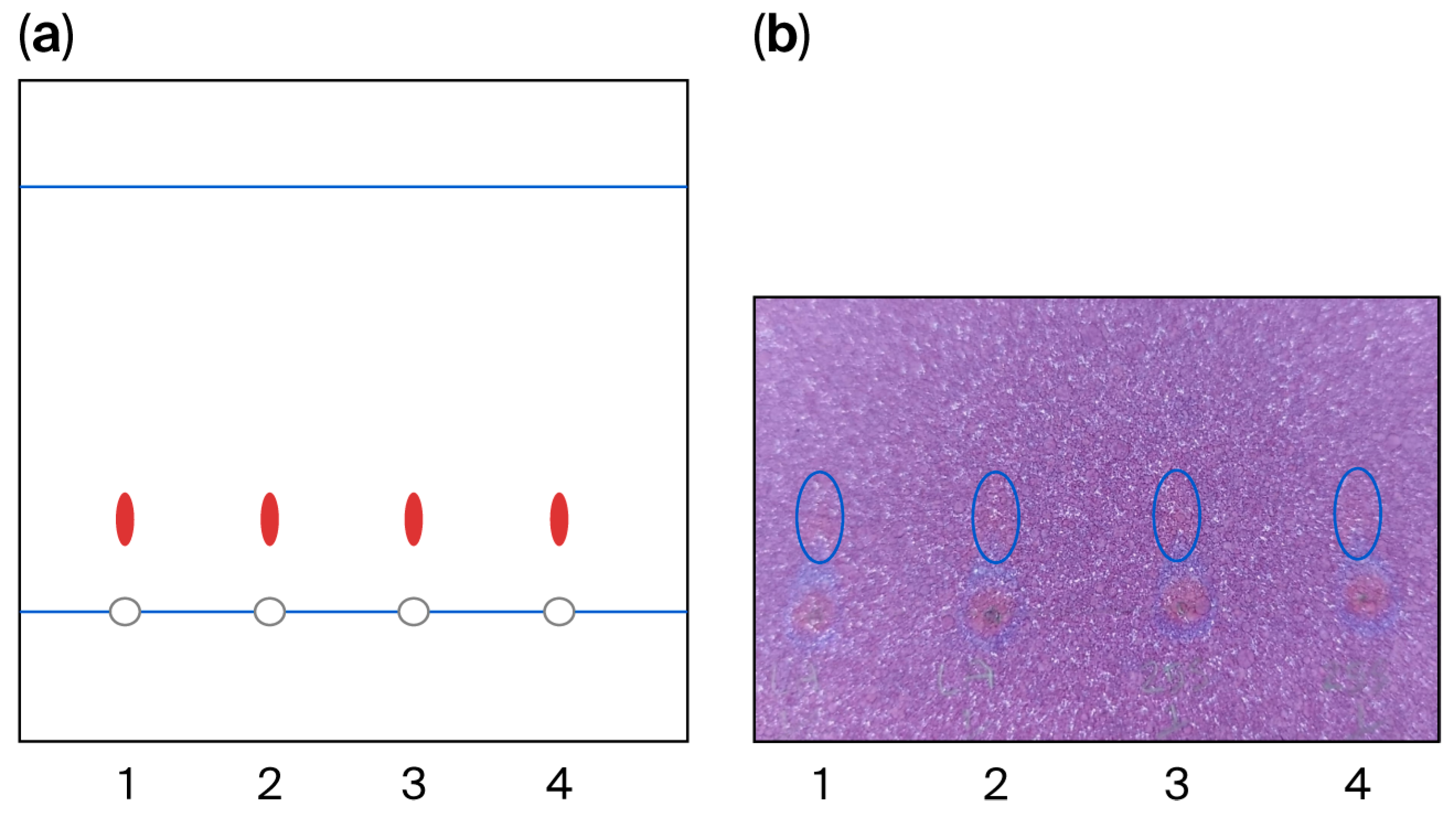 Applmicrobiol 06 00001 g002 Applmicrobiol 06 00001 g002