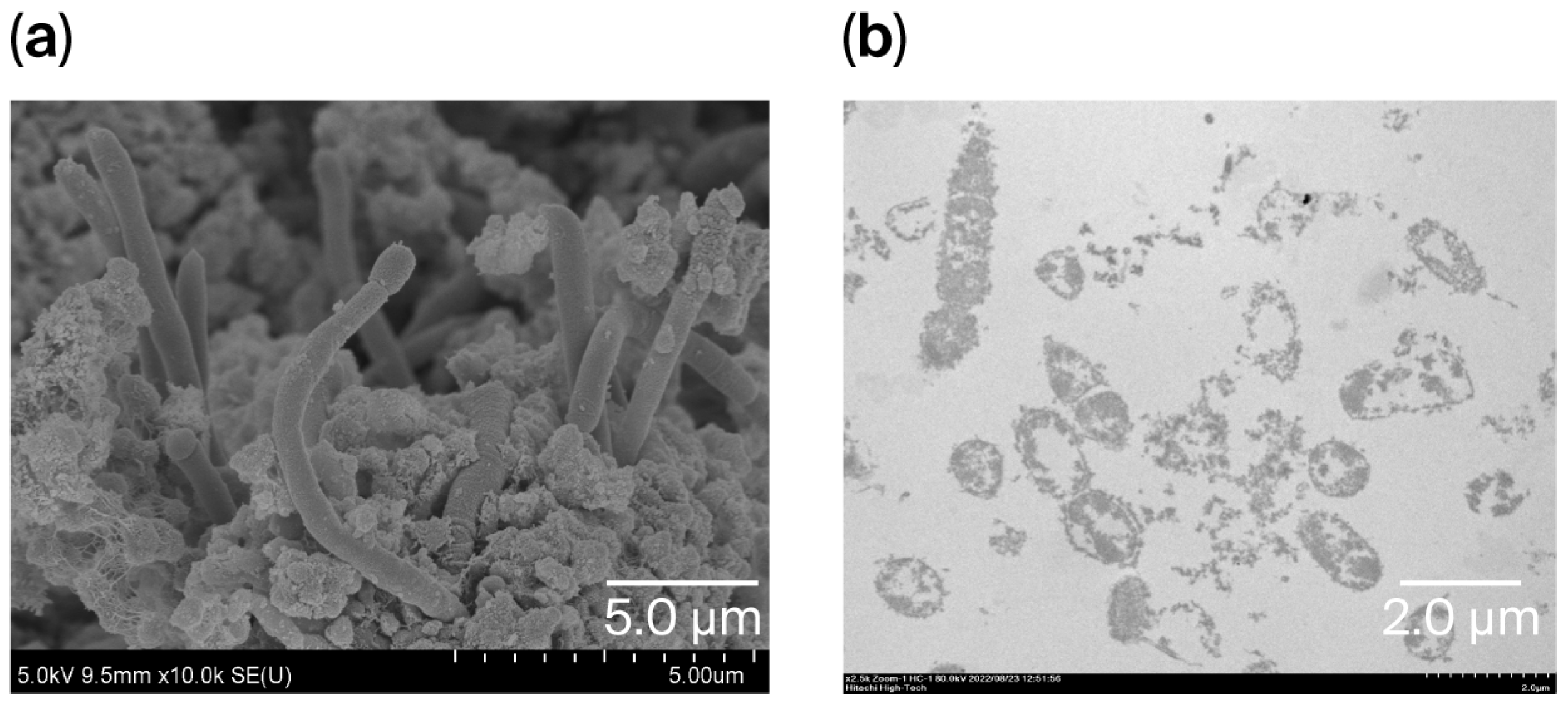 Applmicrobiol 06 00001 g004 Applmicrobiol 06 00001 g004
