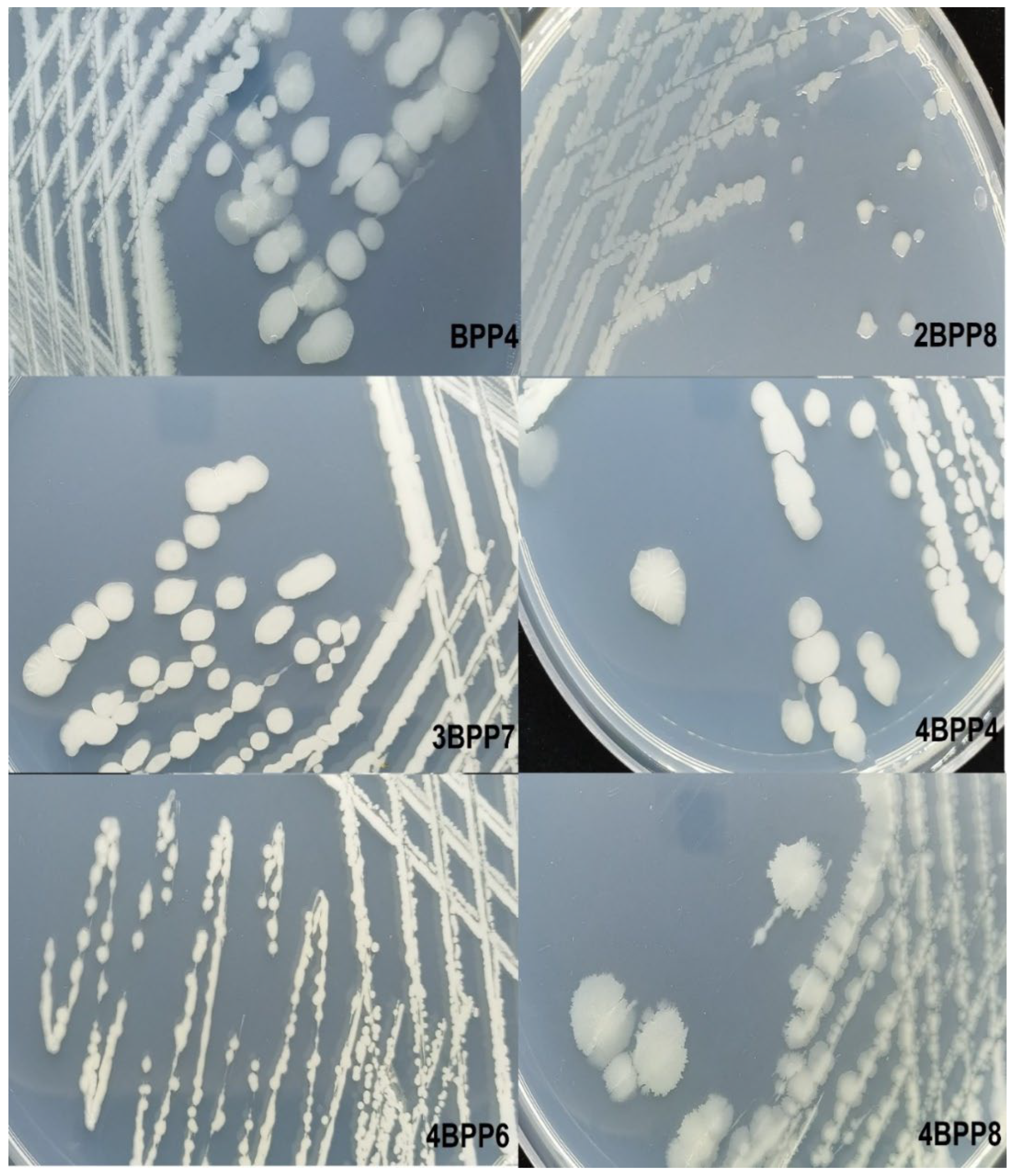 Applmicrobiol 06 00002 g001 Applmicrobiol 06 00002 g001