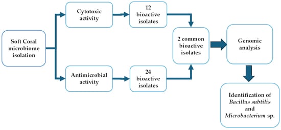 Soft coral species used in this study: (a) Cladiella sp. frontal view; (b) Cladiella sp. dorsal view; (c) Paralemnalia thyrsoides frontal view; (d) Paralemnalia thyrsoides dorsal view.