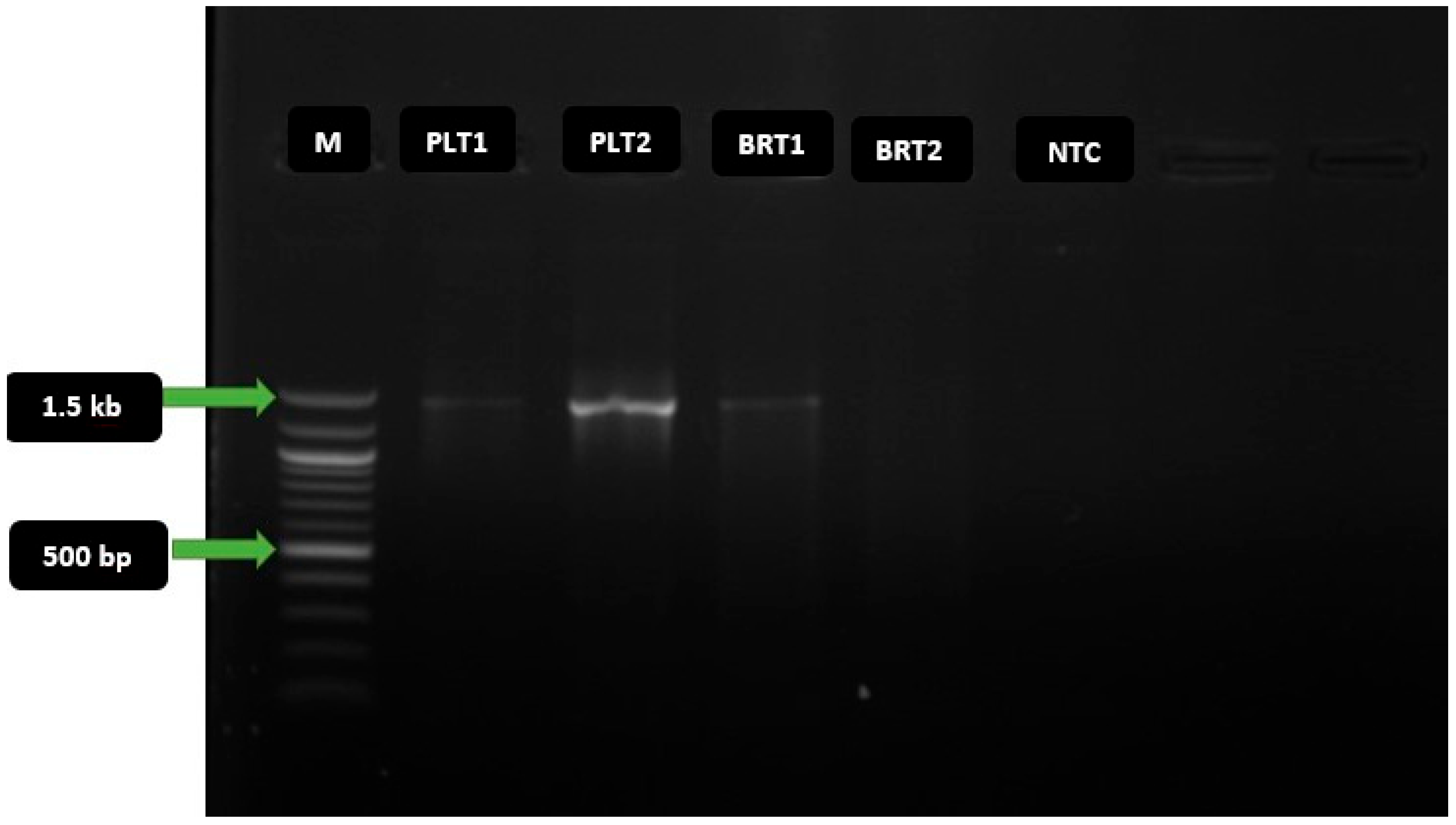 Applmicrobiol 06 00005 g003 Applmicrobiol 06 00005 g003