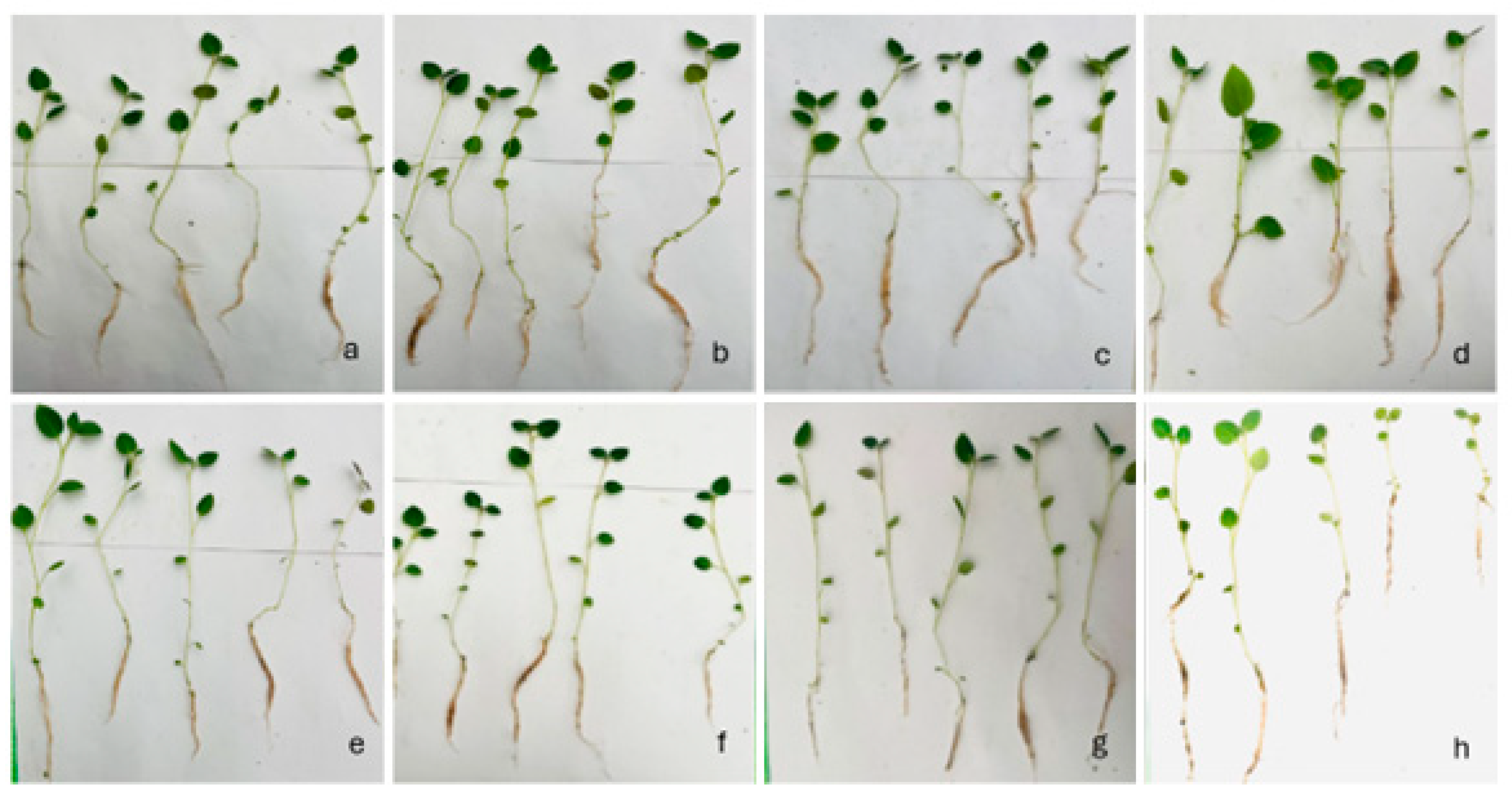 Applmicrobiol 06 00008 g004 Applmicrobiol 06 00008 g004