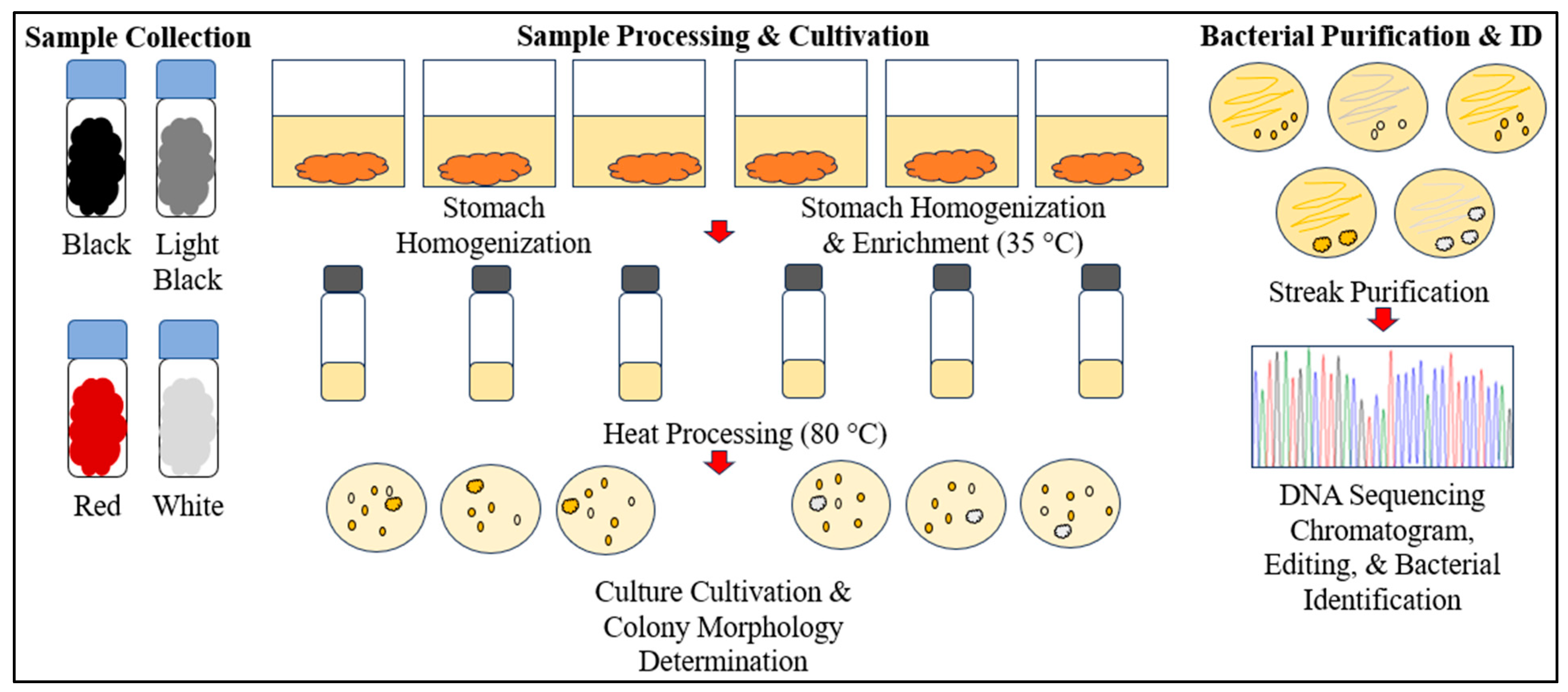 Applmicrobiol 06 00011 g001 Applmicrobiol 06 00011 g001