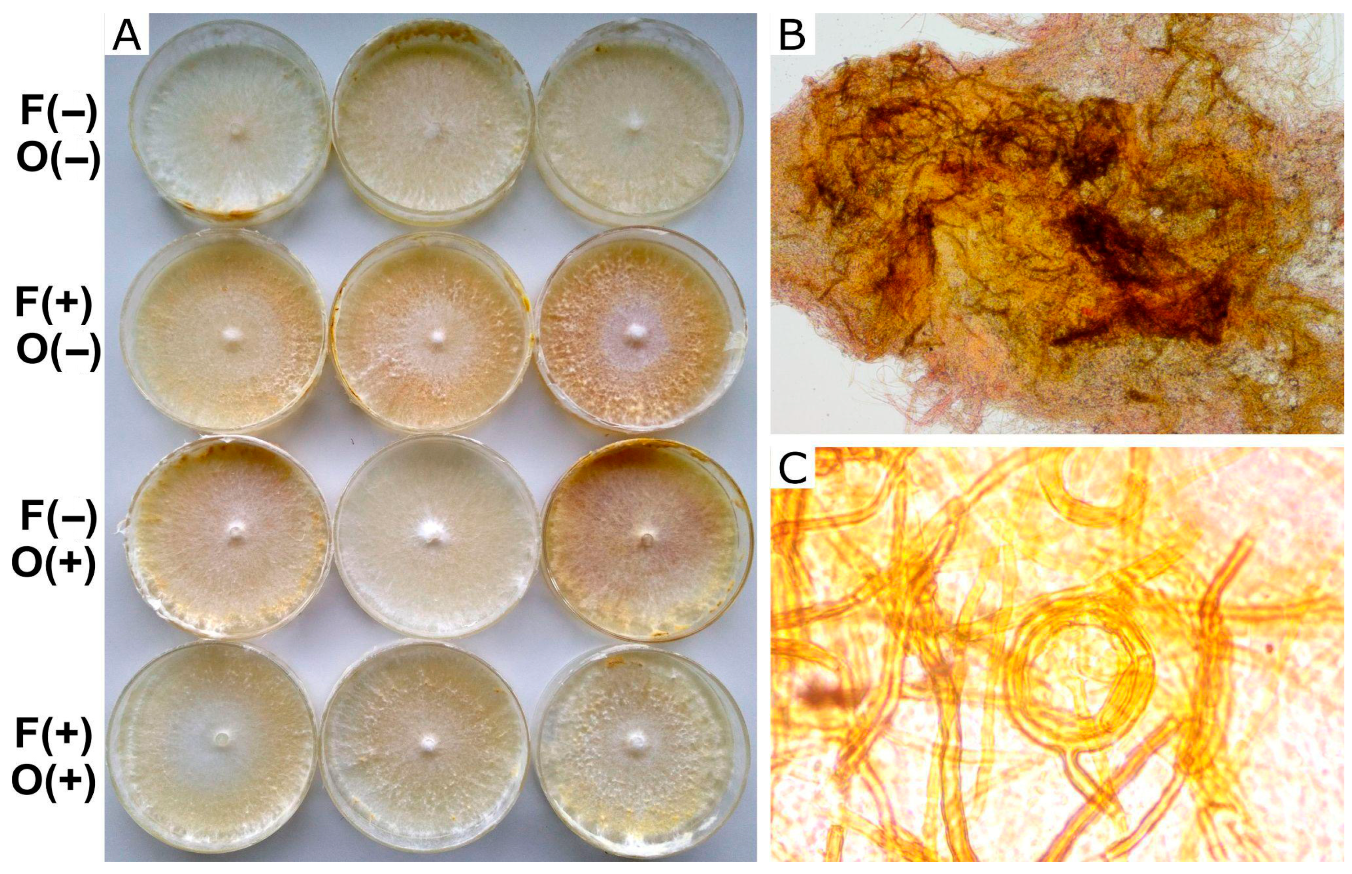 Applmicrobiol 06 00030 g003