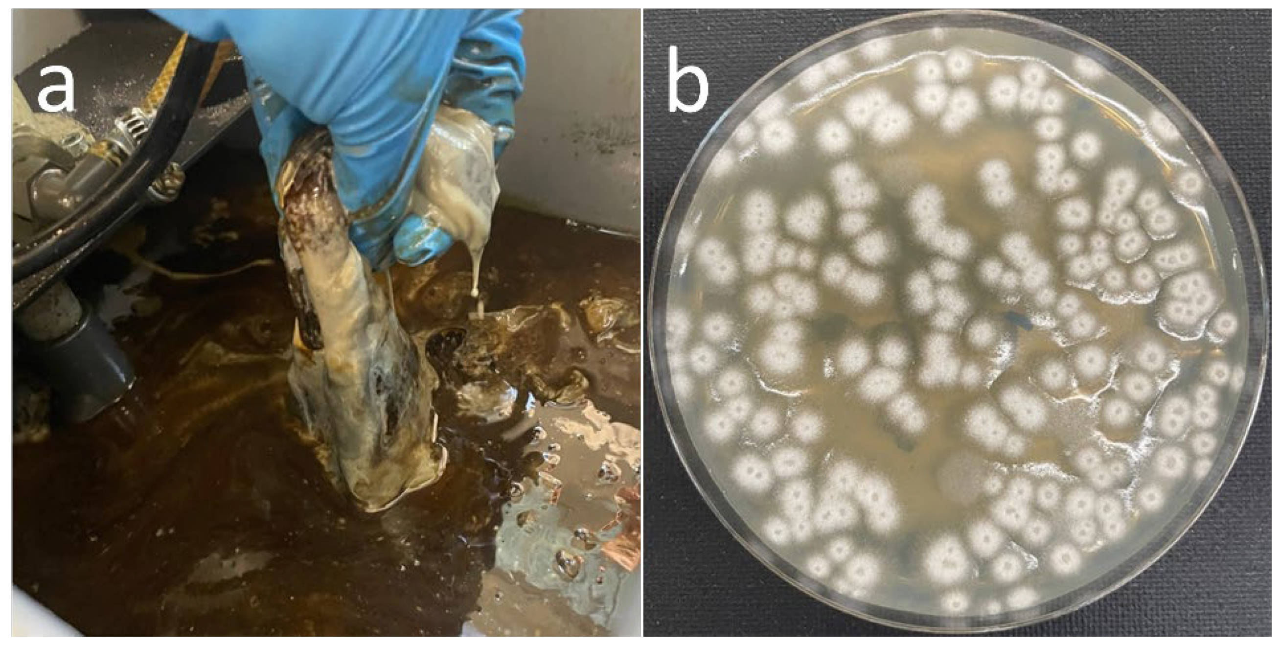 Applmicrobiol 06 00060 g003 Applmicrobiol 06 00060 g003