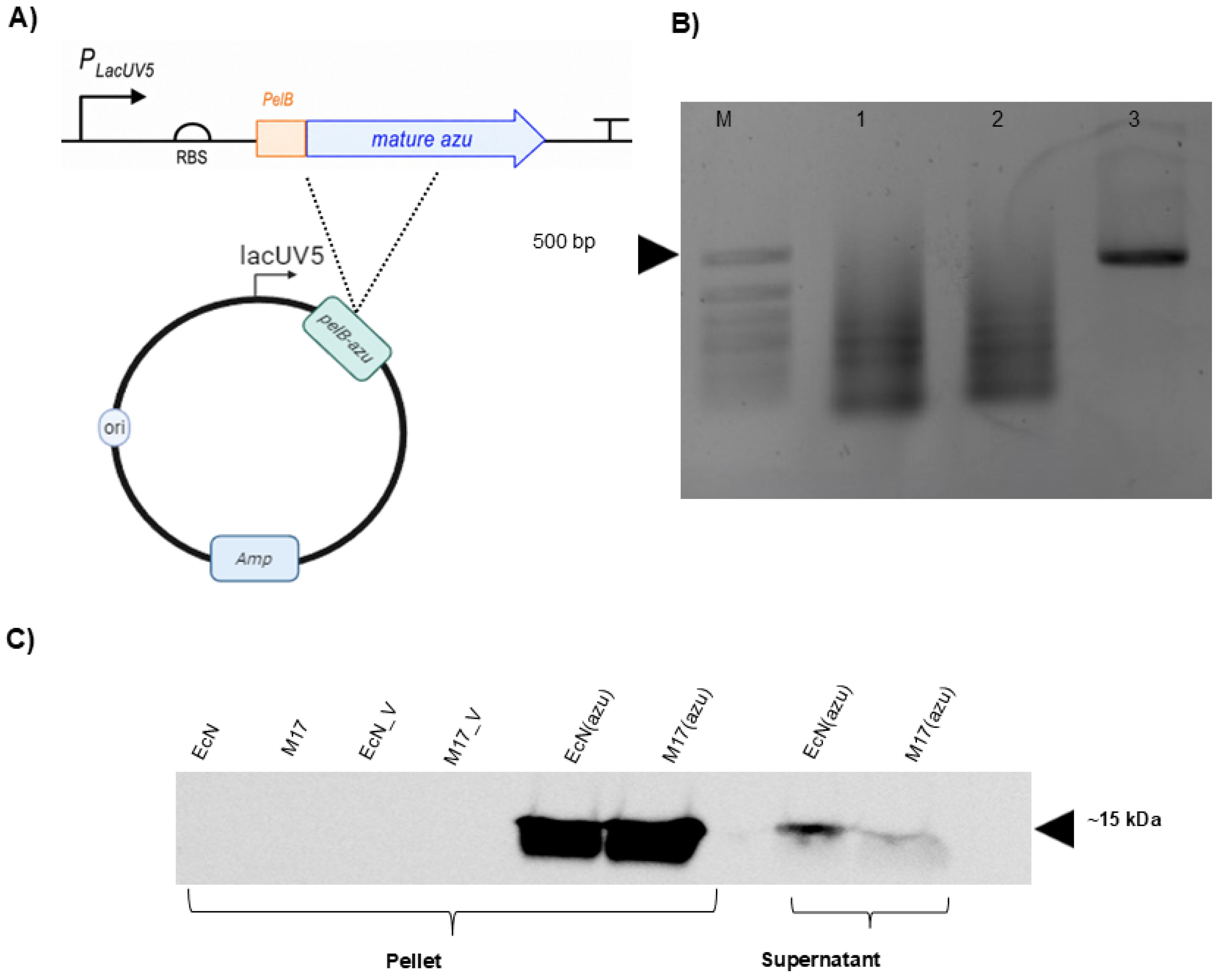 Applmicrobiol 06 00126 g001 Applmicrobiol 06 00126 g001