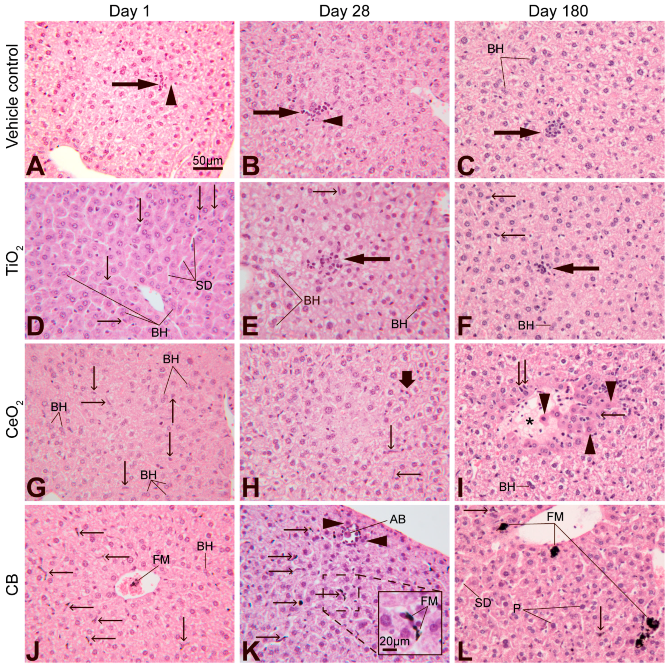 Applnano 02 00016 g002