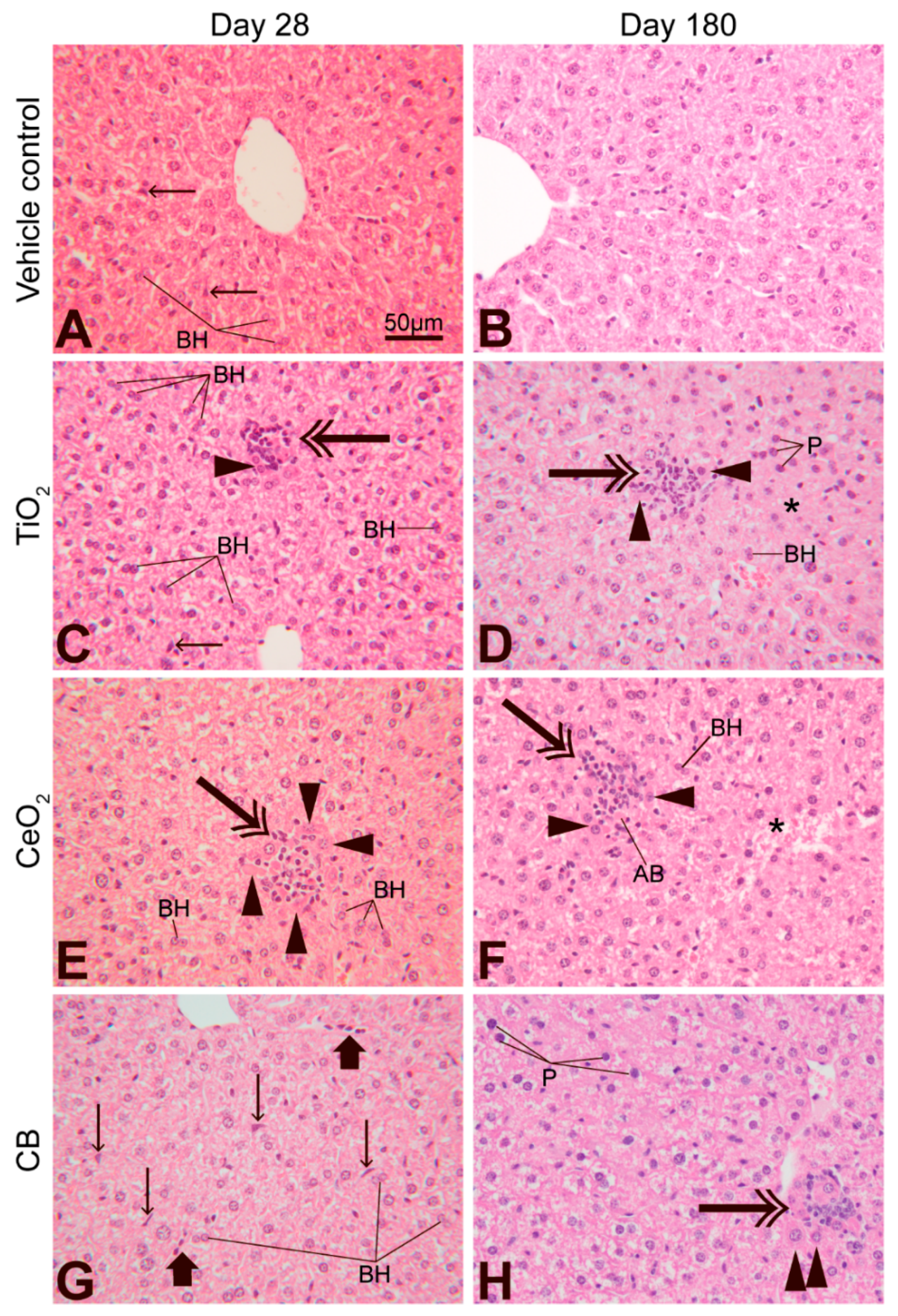 Applnano 02 00016 g003