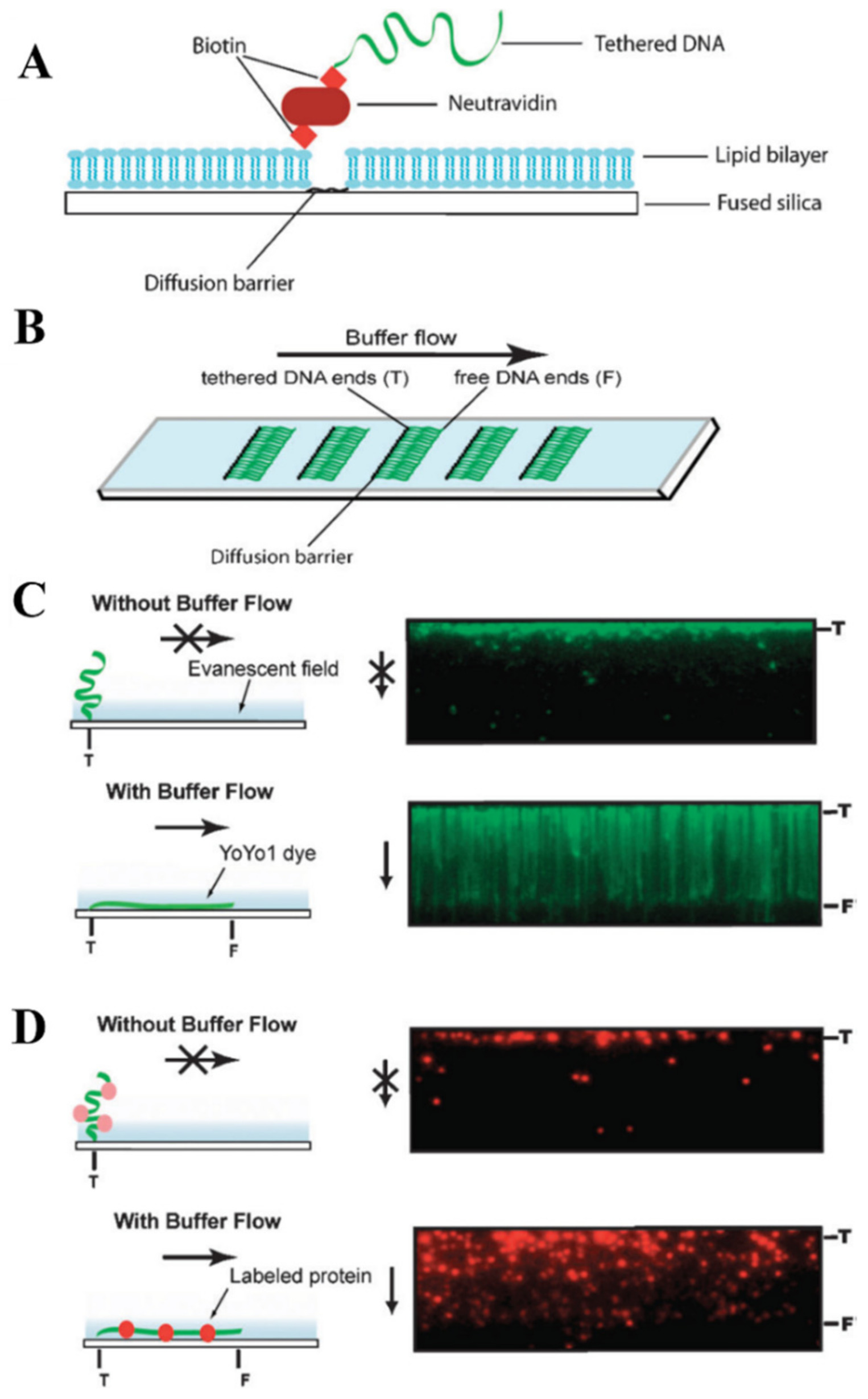 Applnano 03 00002 g002