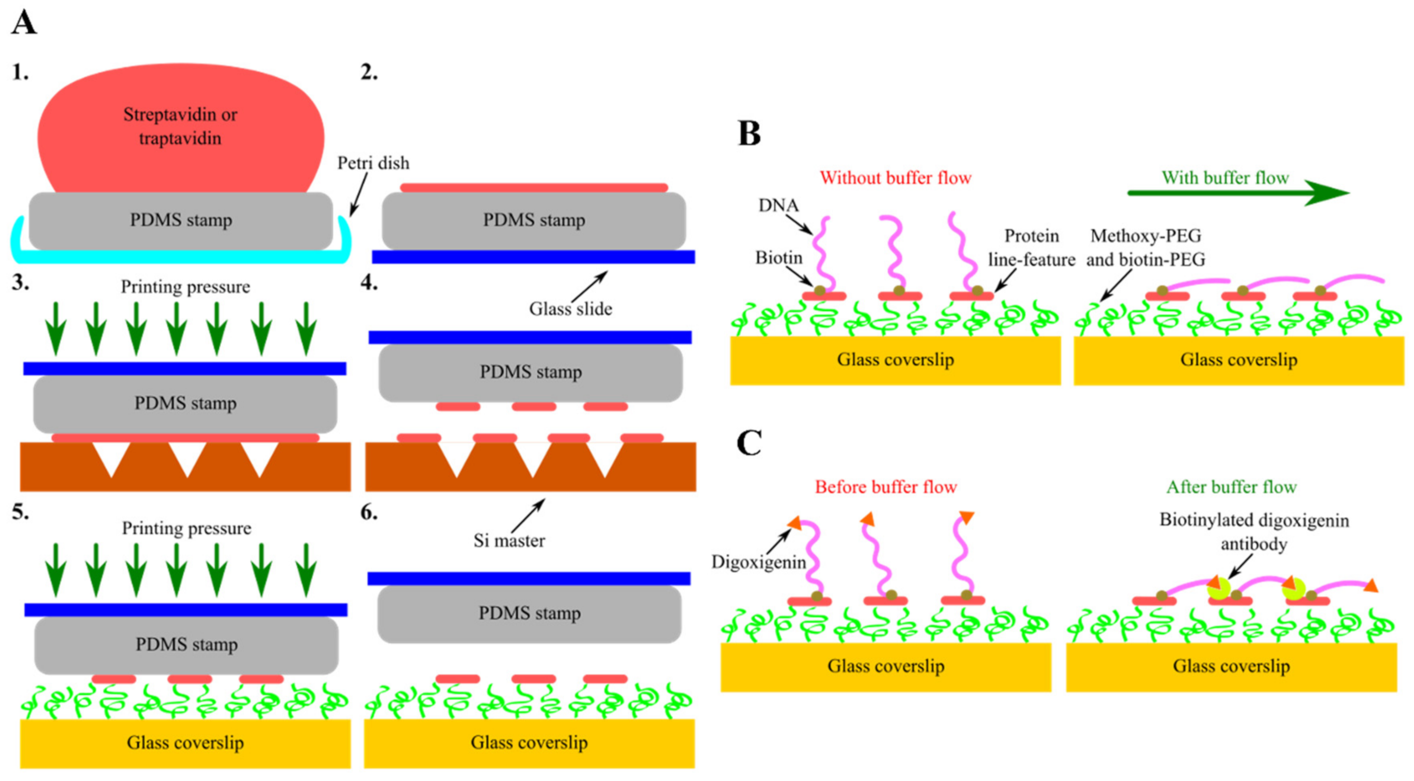 Applnano 03 00002 g005