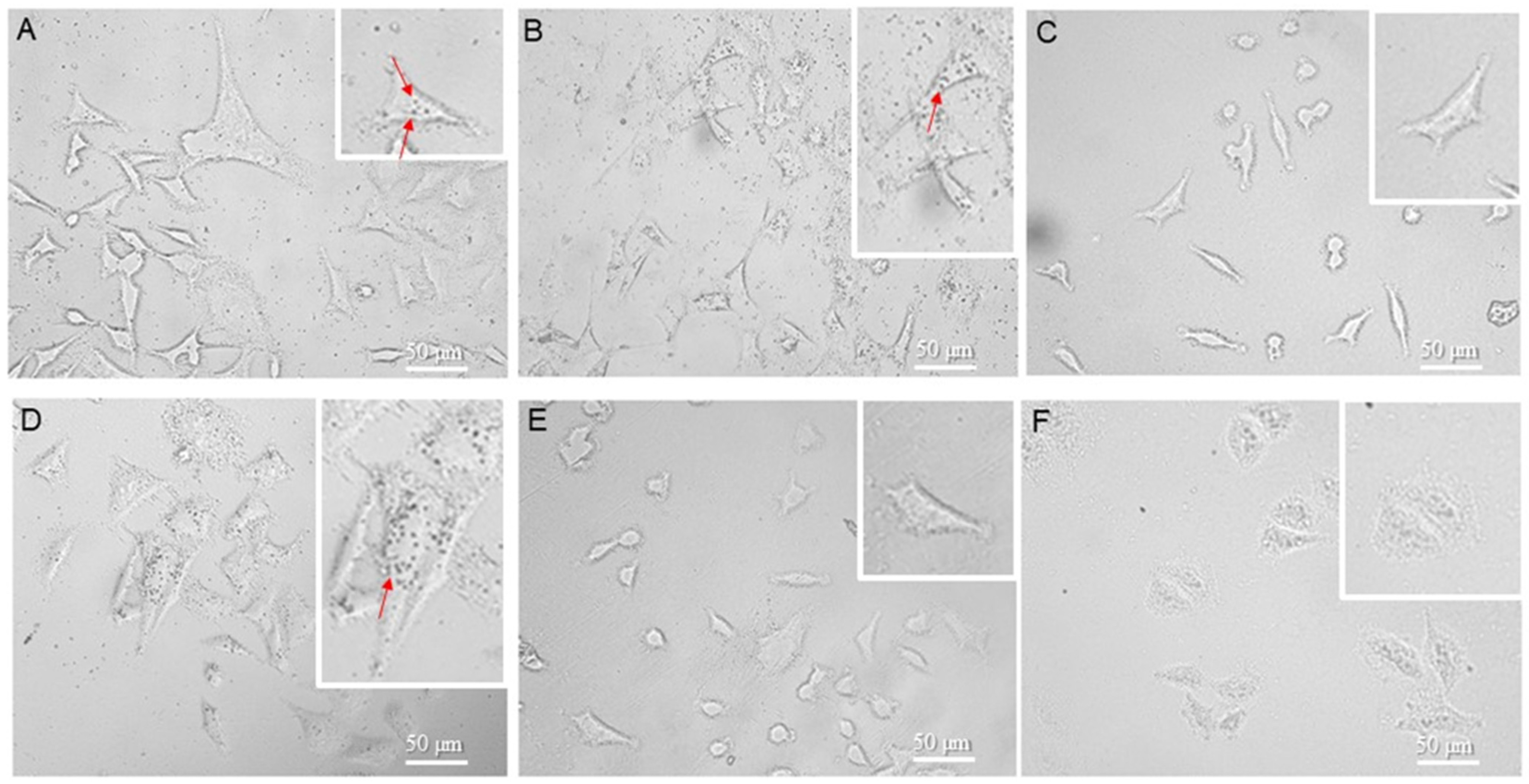Applnano 05 00004 g005