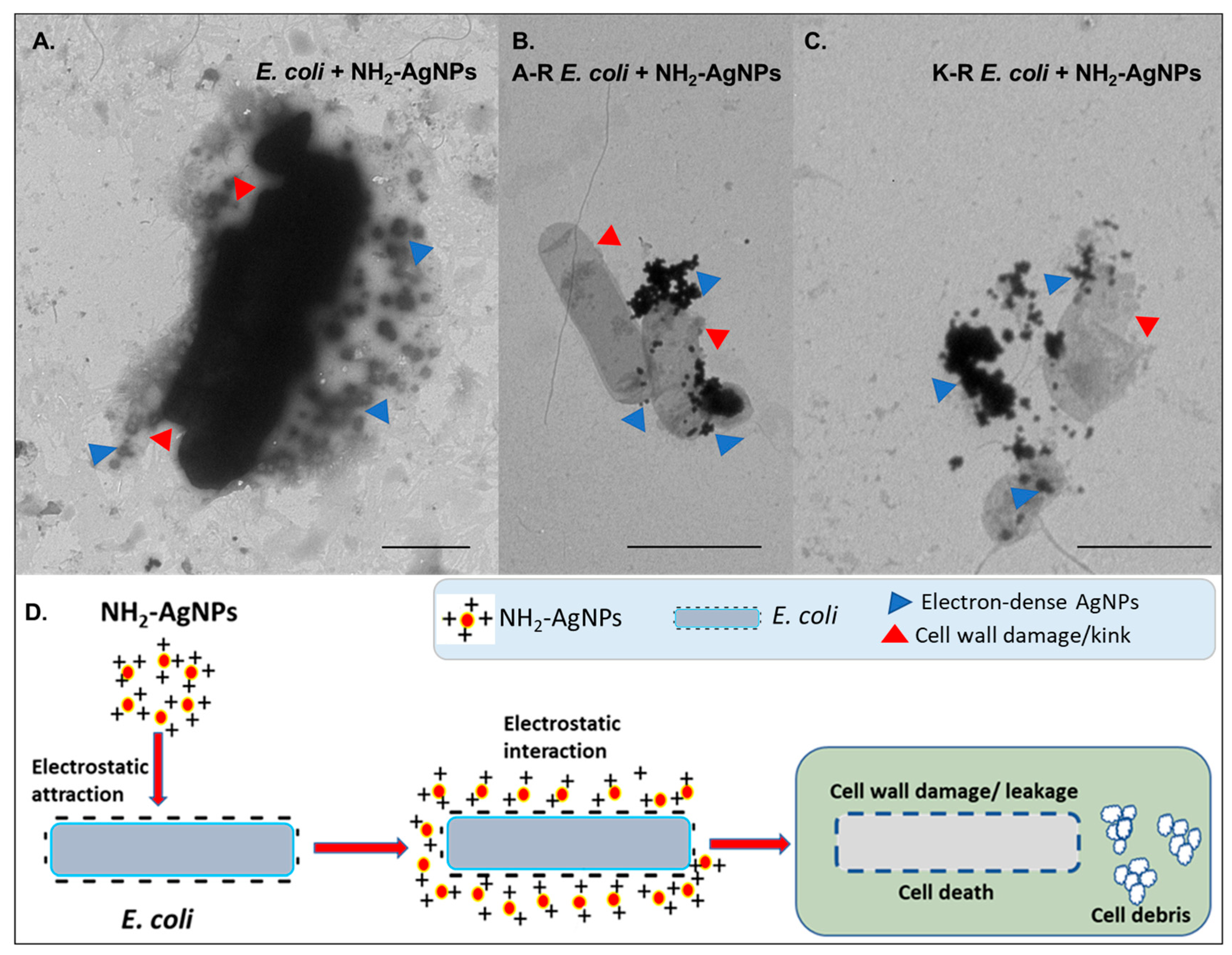 Applnano 06 00021 g003