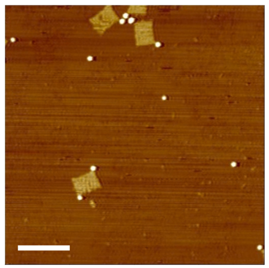 Applnano 07 00026 g006 Applnano 07 00026 g006