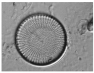 Applsci 07 00460 i004