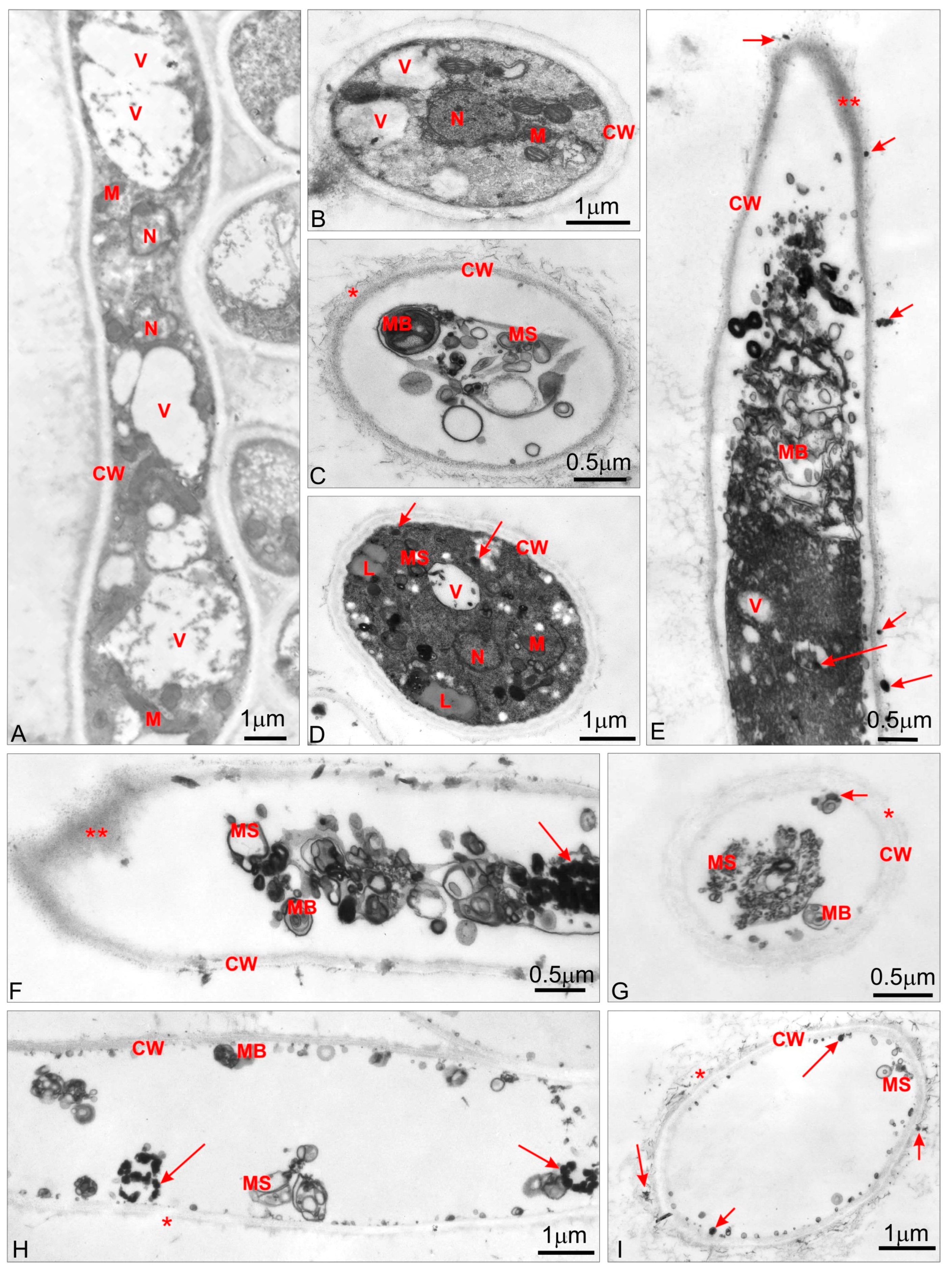Applsci 09 00245 g002