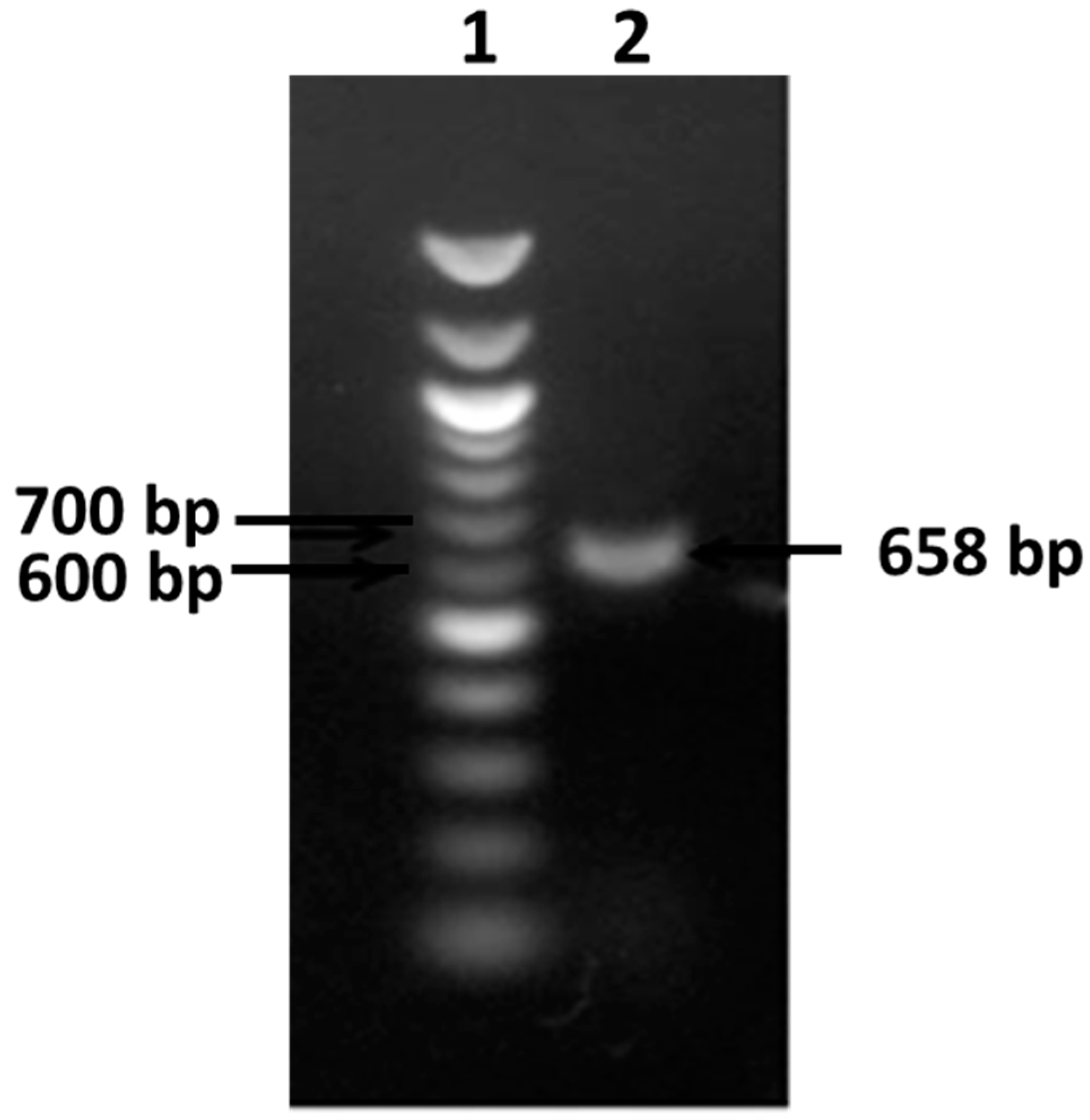 Applsci 09 00340 g003