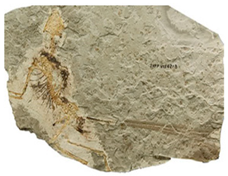 Applsci 09 00649 i001