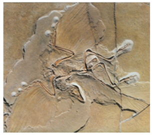 Applsci 09 00649 i003