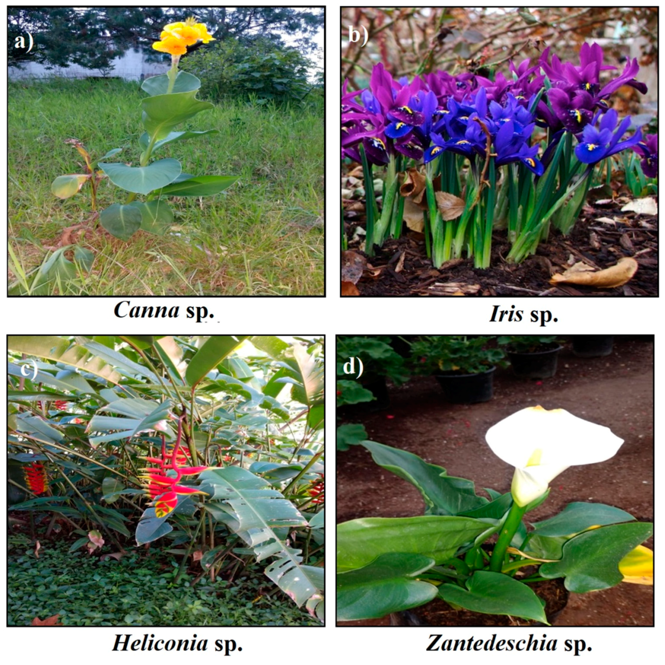 Applsci 09 00685 g001