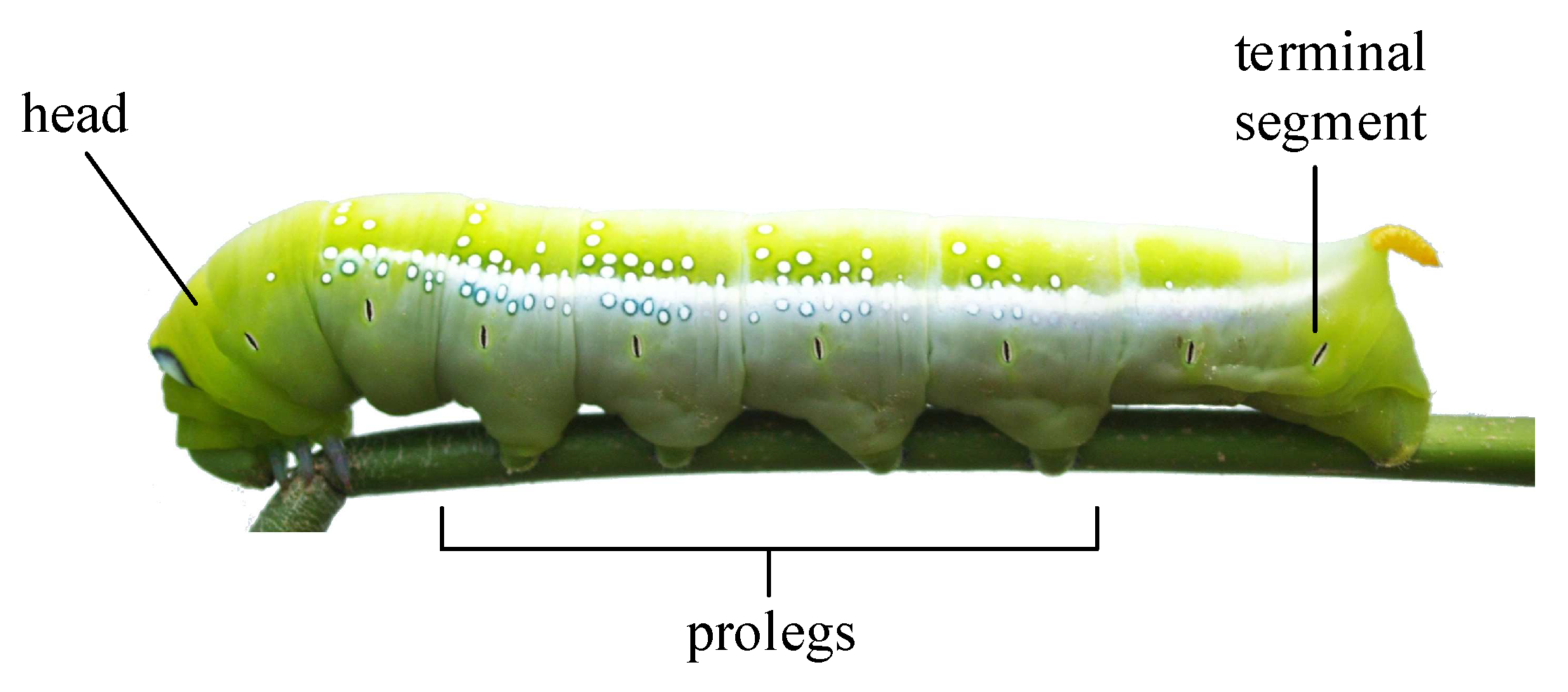 Applsci 09 00799 g001 Applsci 09 00799 g001