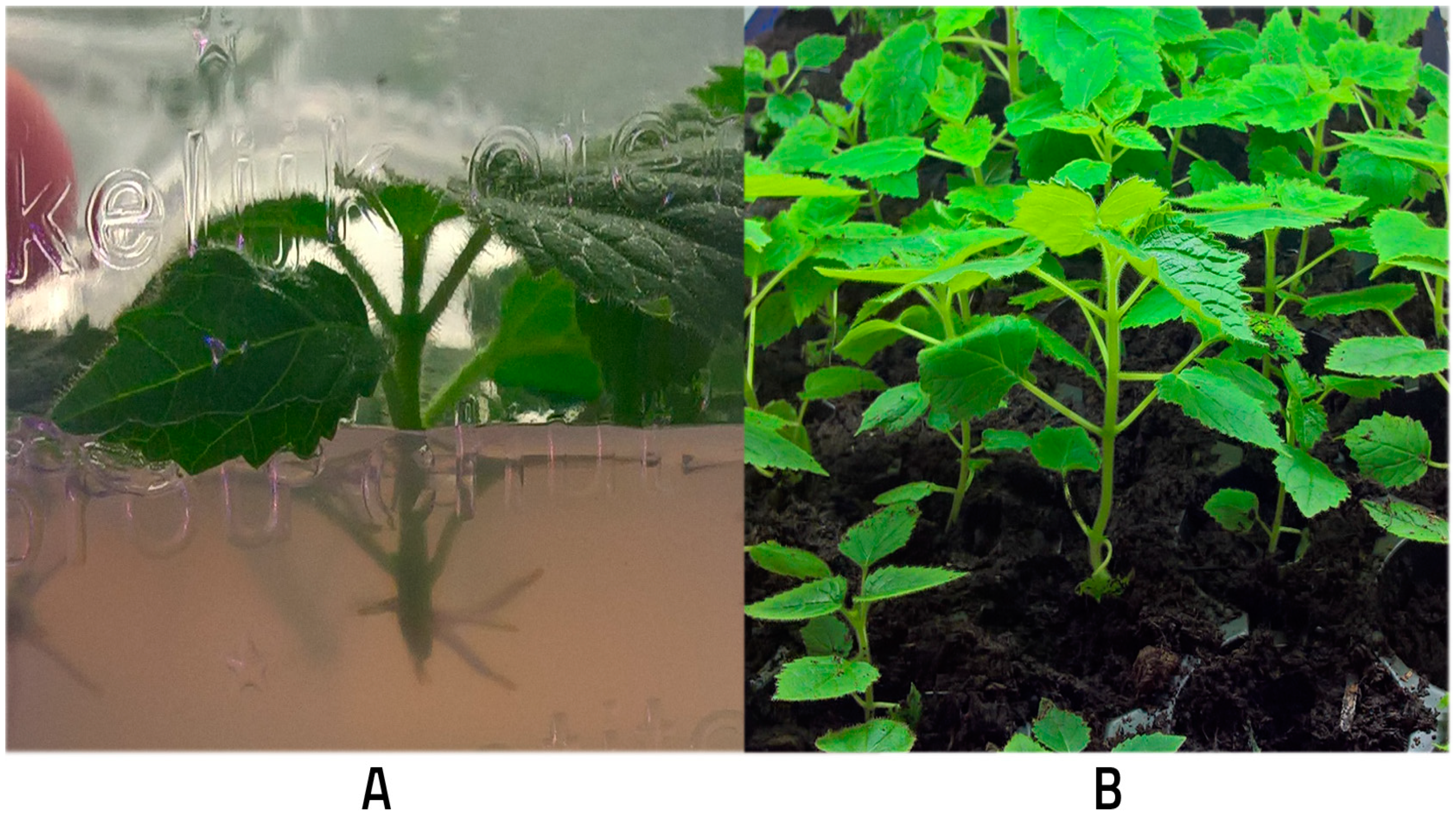 Applsci 09 02272 g001