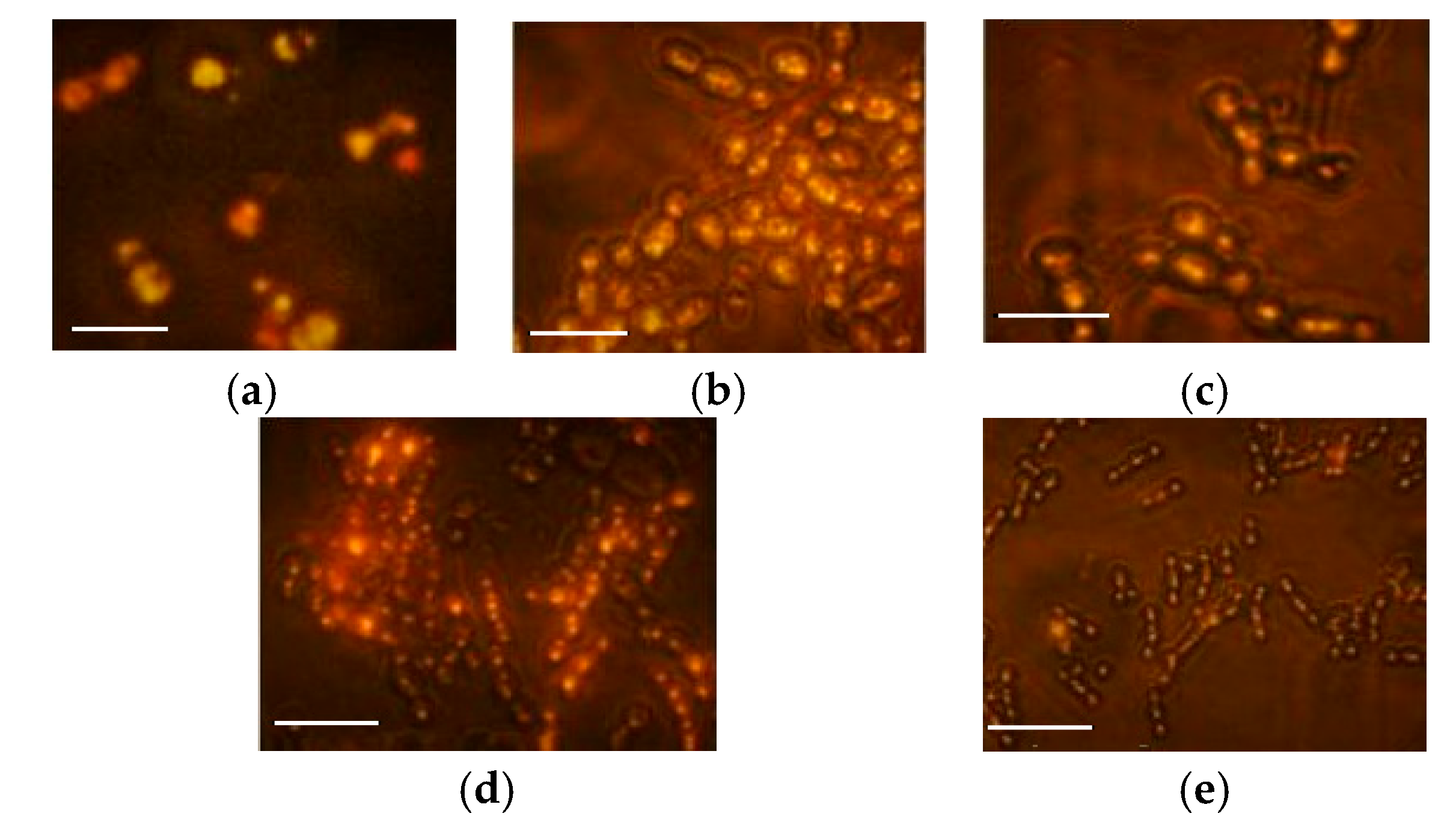 Applsci 09 02444 g003