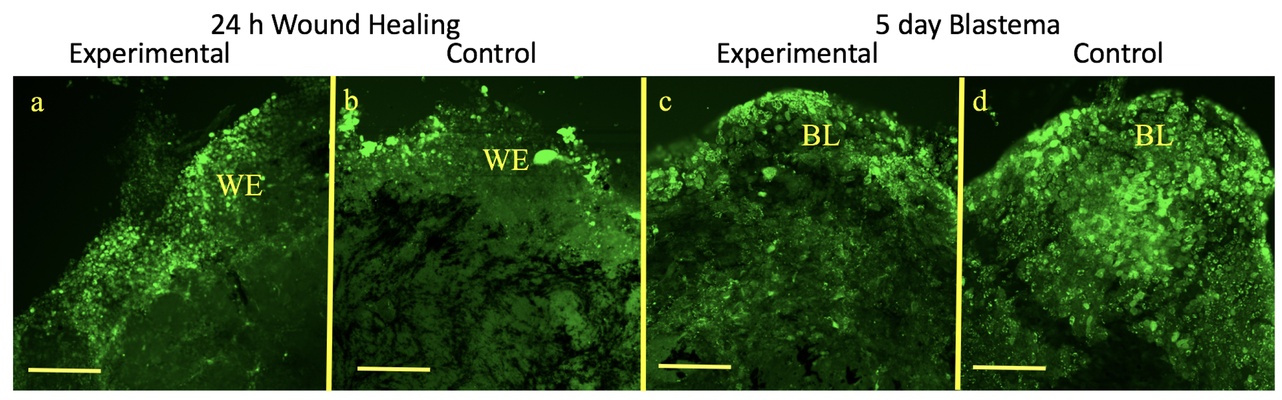 Applsci 09 02860 g004