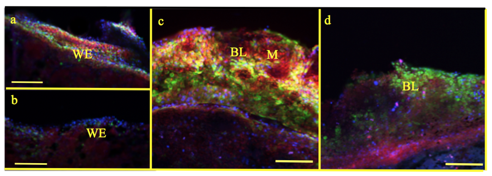 Applsci 09 02860 g006