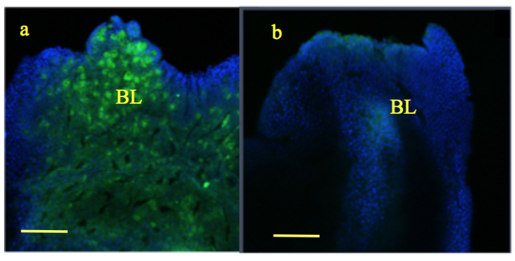 Applsci 09 02860 g007