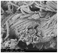 Applsci 10 00116 i008