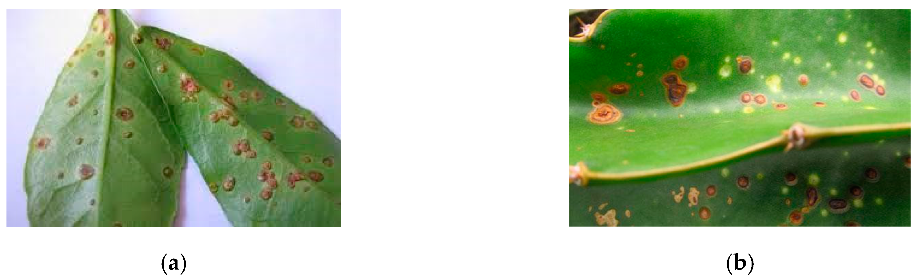 Applsci 10 00466 g001