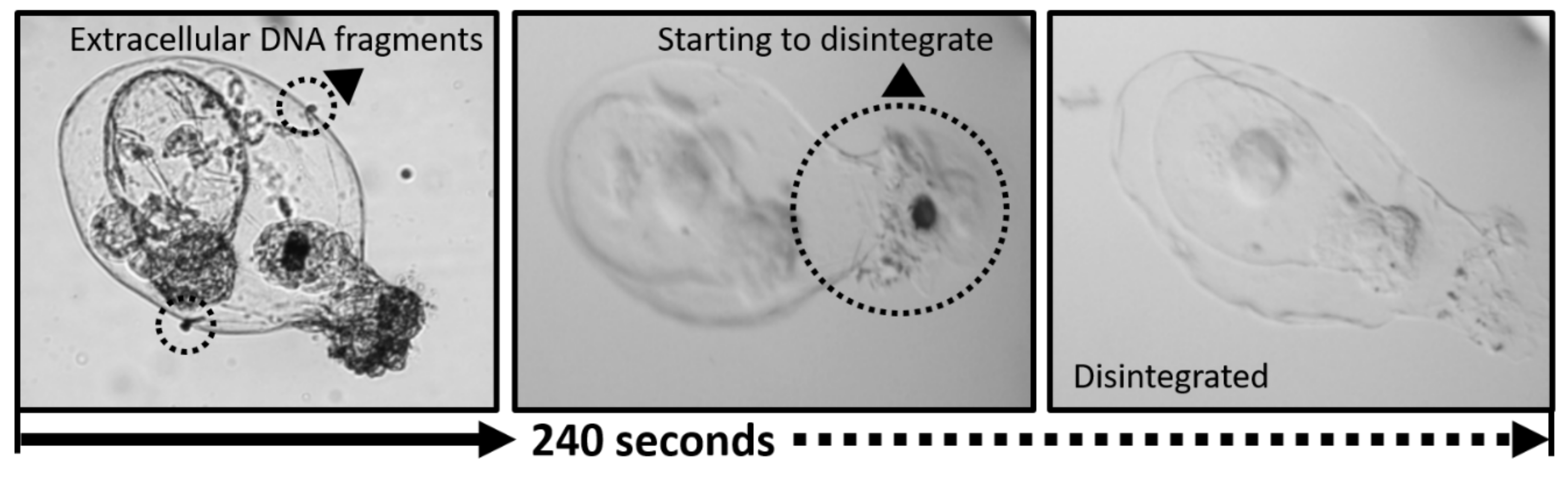 Applsci 10 01064 g002