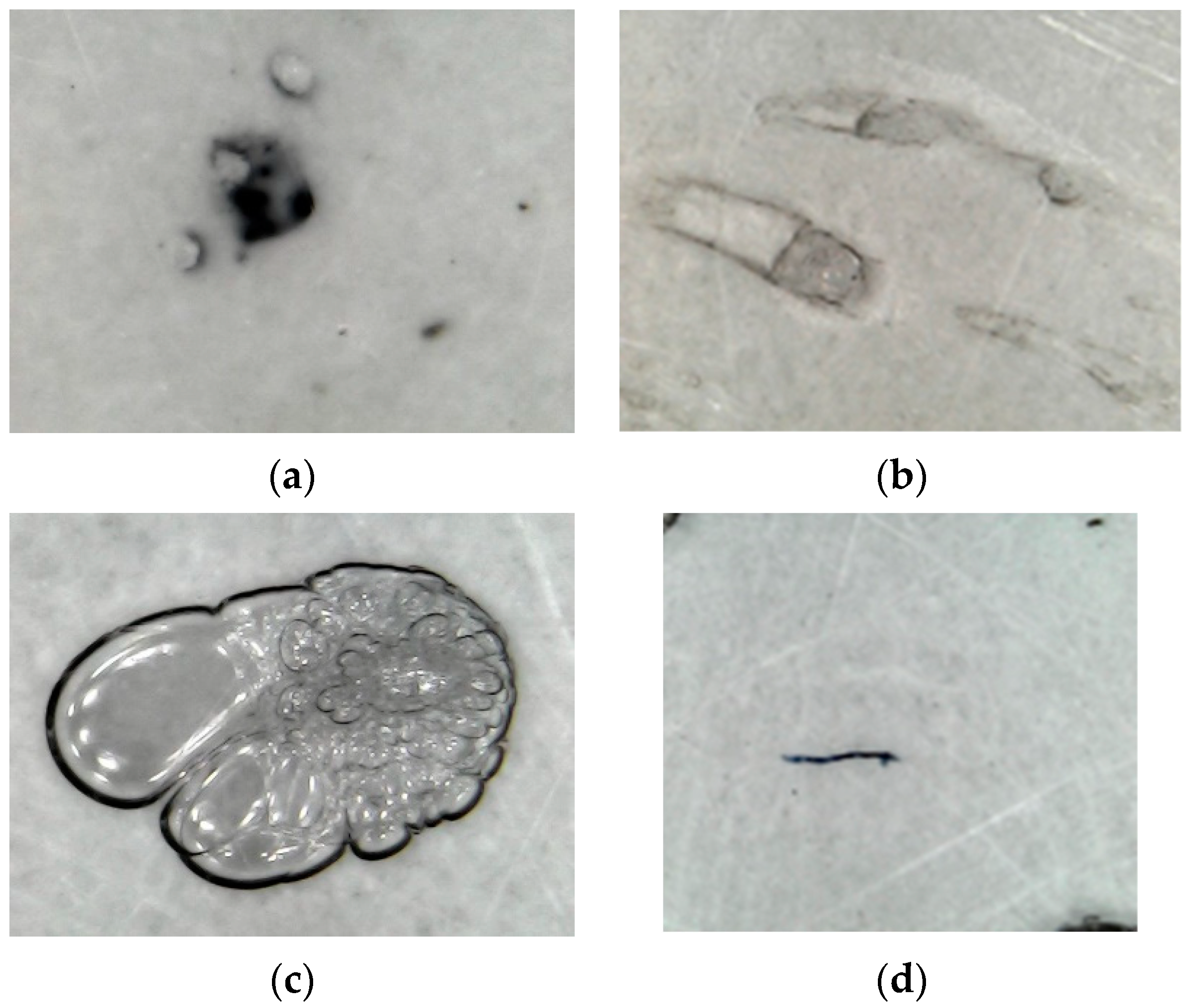 Applsci 10 01206 g002 Applsci 10 01206 g002