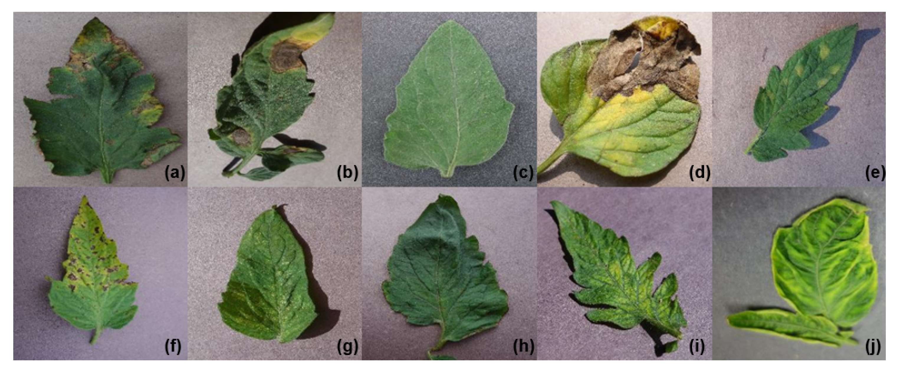 Applsci 10 01245 g001