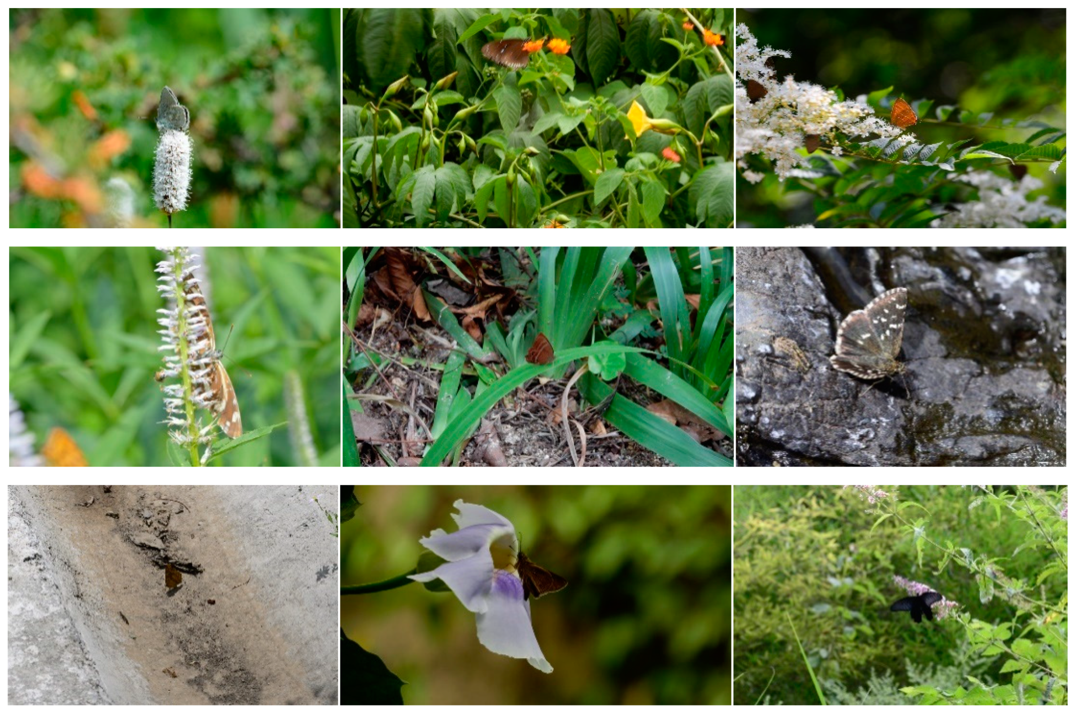 Applsci 10 01681 g001