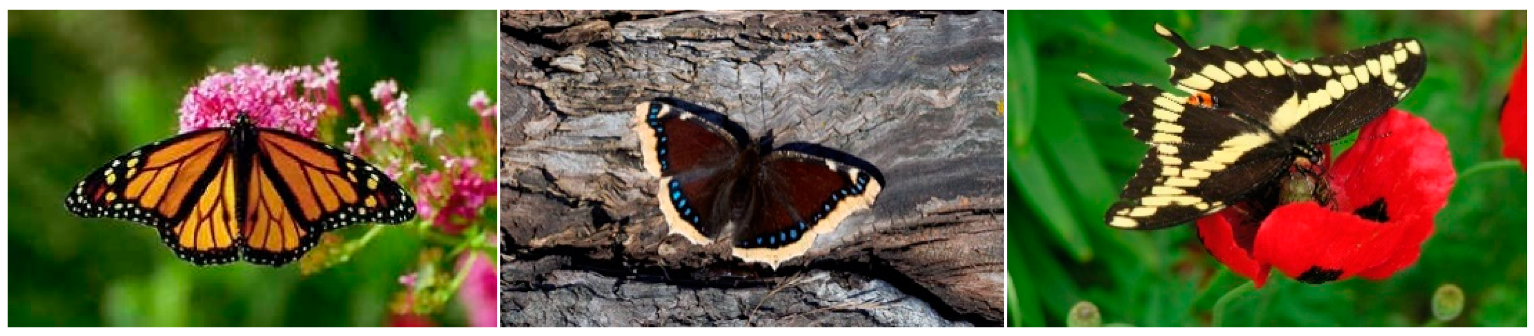 Applsci 10 01681 g002b