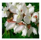 Applsci 10 01776 i001 Applsci 10 01776 i001