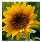 Applsci 10 01776 i005 Applsci 10 01776 i005